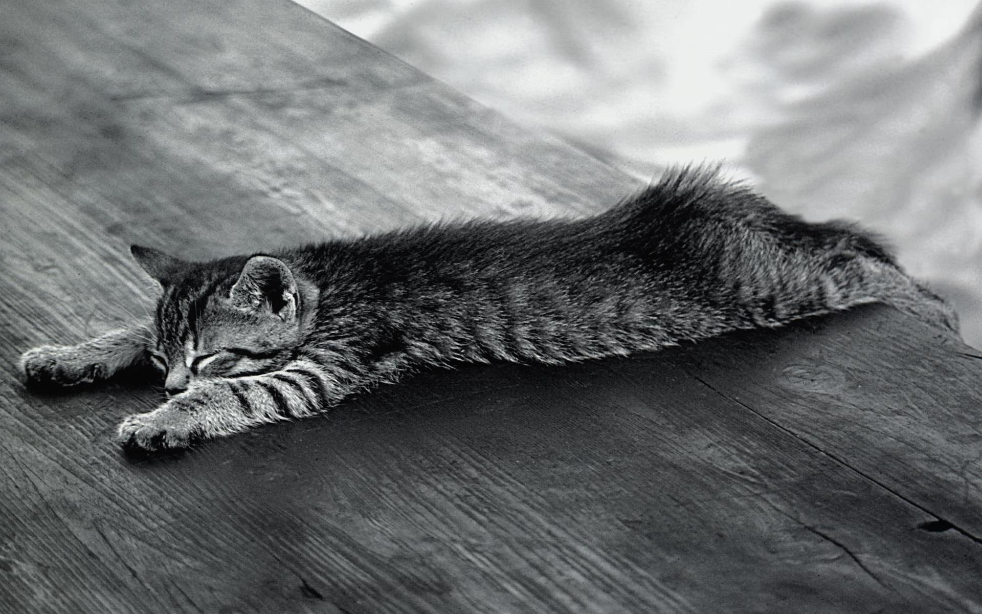 lazy, animals, 1080P, HD Wallpaper