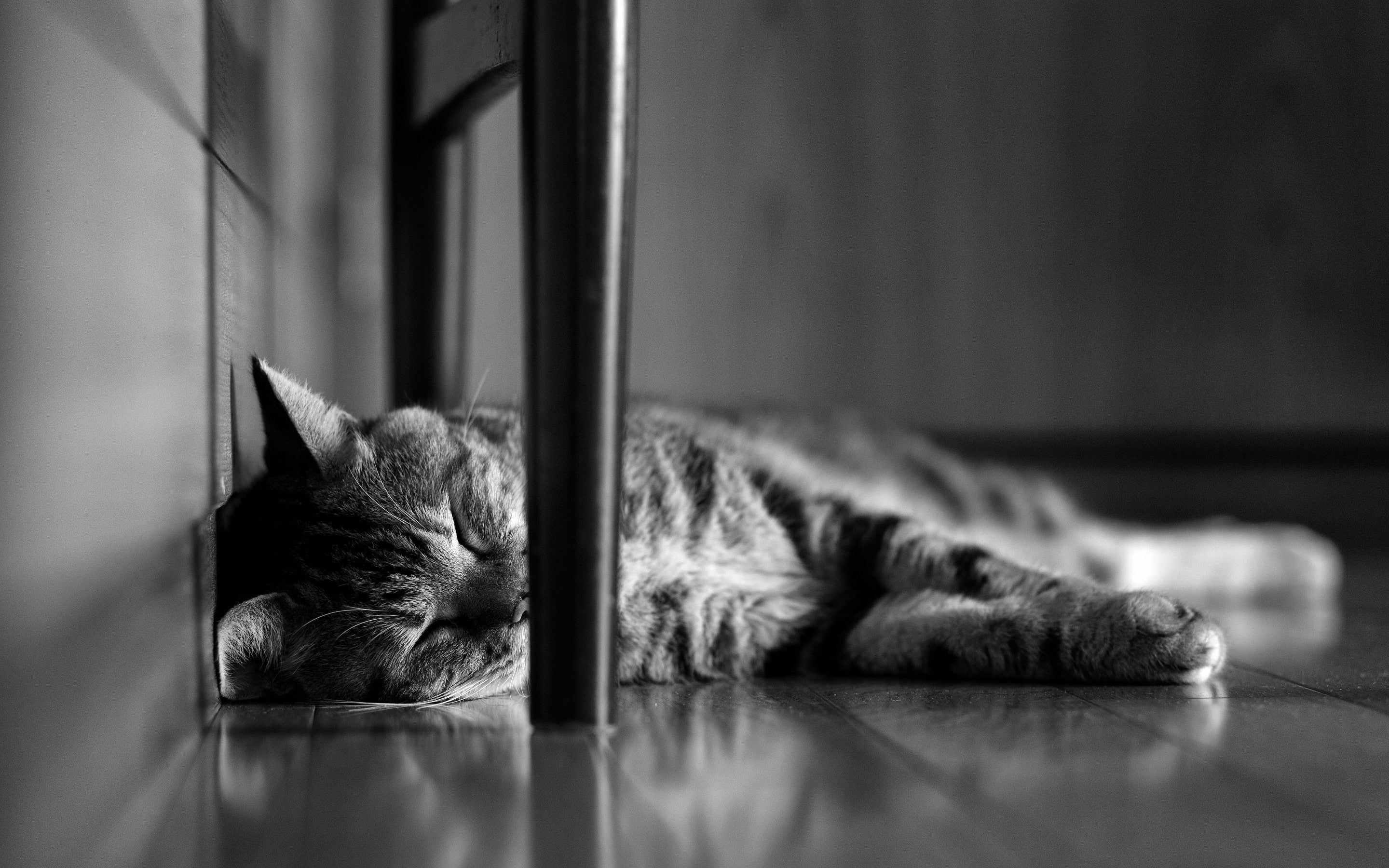 funny, cat, lazy, cute cat, 2K, kitty, HD Wallpaper