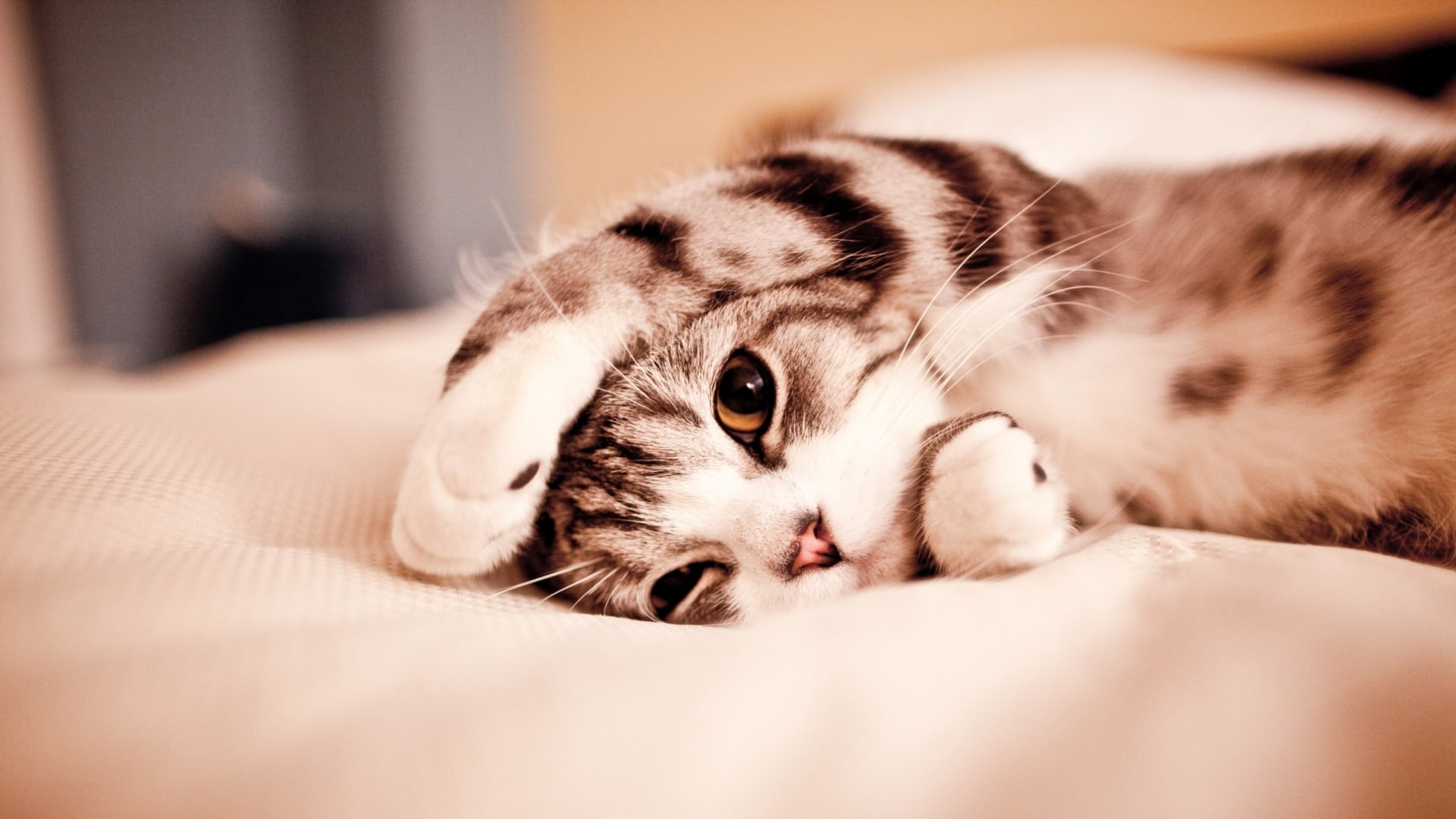 cute, lazy, 1080P, tabby, silver, cat, lovely, HD Wallpaper