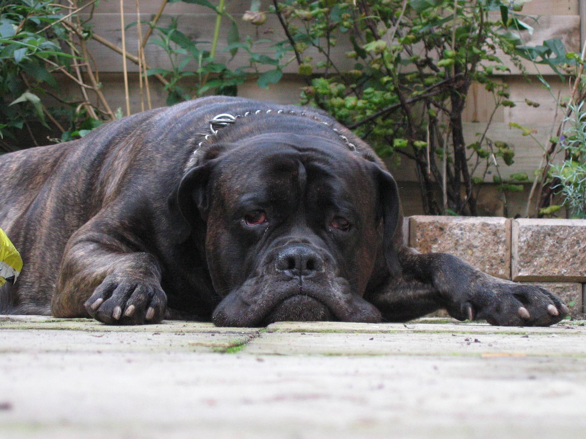 love, bullmastiff, 1080P, black, black bullmastiff, animals, lazy, HD Wallpaper