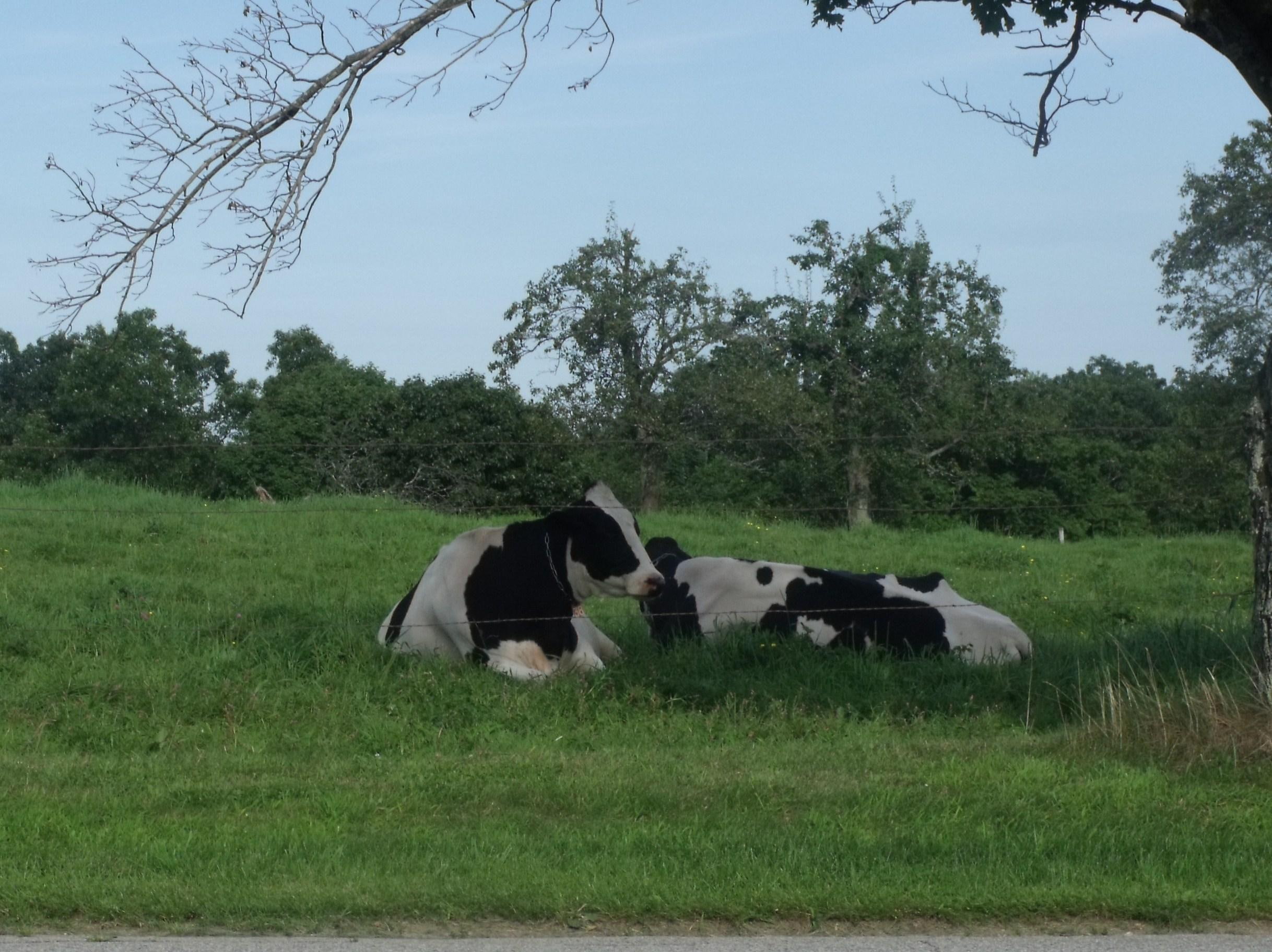 lazy, grass, trees, animals, farm, day, 1080P, cows, HD Wallpaper