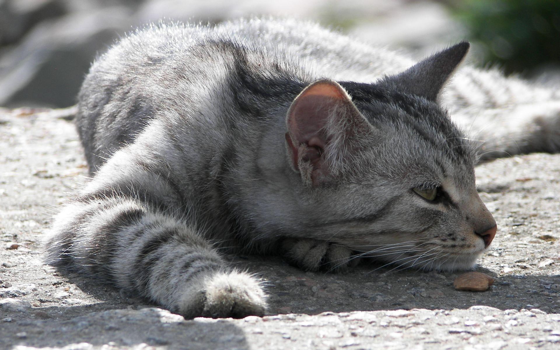 animals, nice, cat, lazy, funny, 1080P, HD Wallpaper