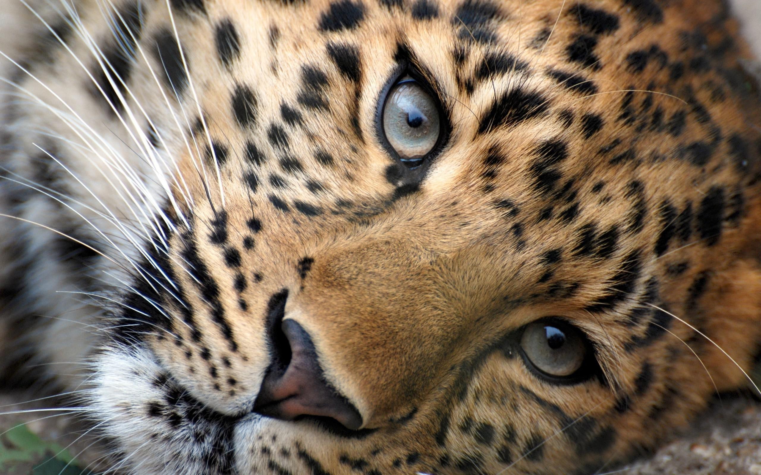 eyes, leopard, 2560x1600, male, cheetah, 2K, animals, HD Wallpaper