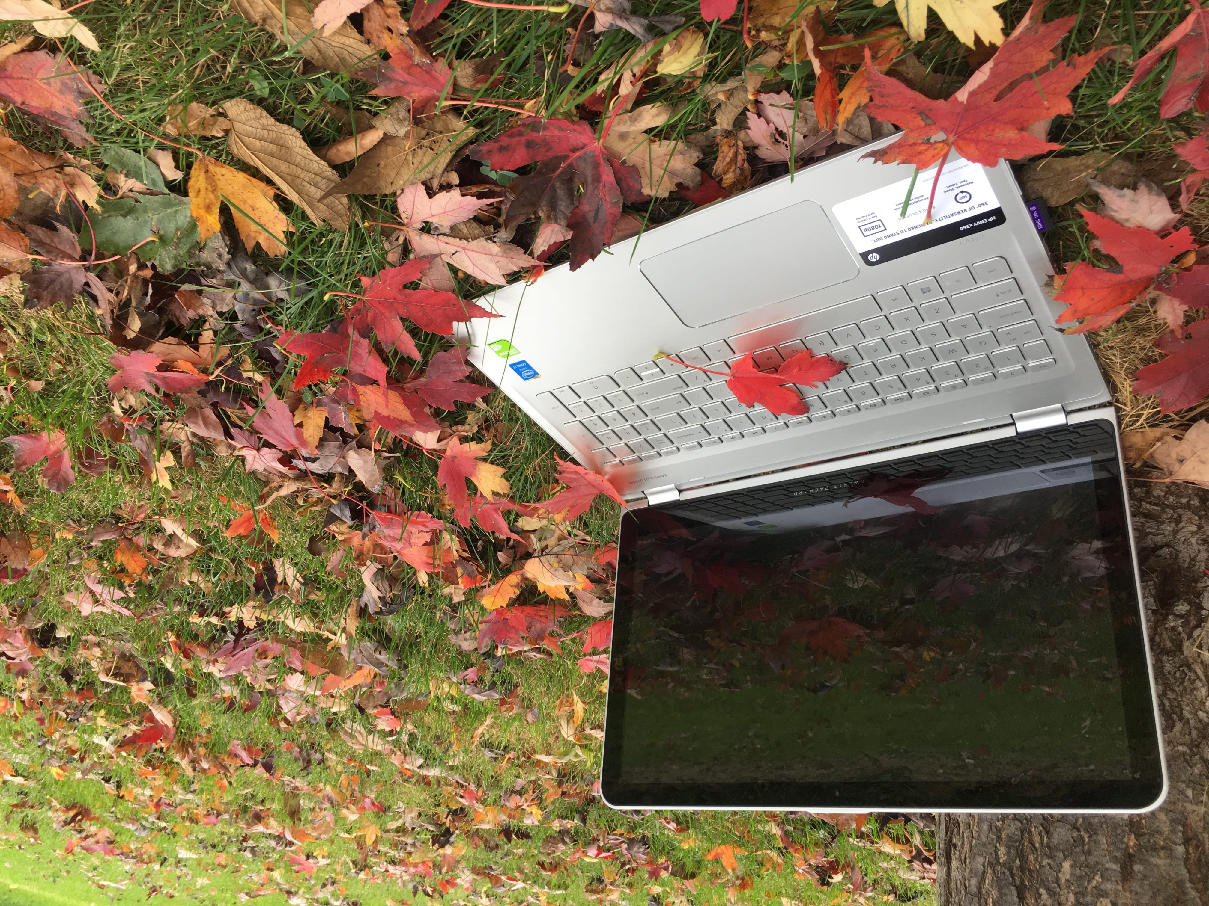 trees, hp, grass, falling, high angle view, beauty in nature, plant, outdoors, nature, green, tree, maple leaf, red, plant part, 4K, communication, autumn, HD Wallpaper