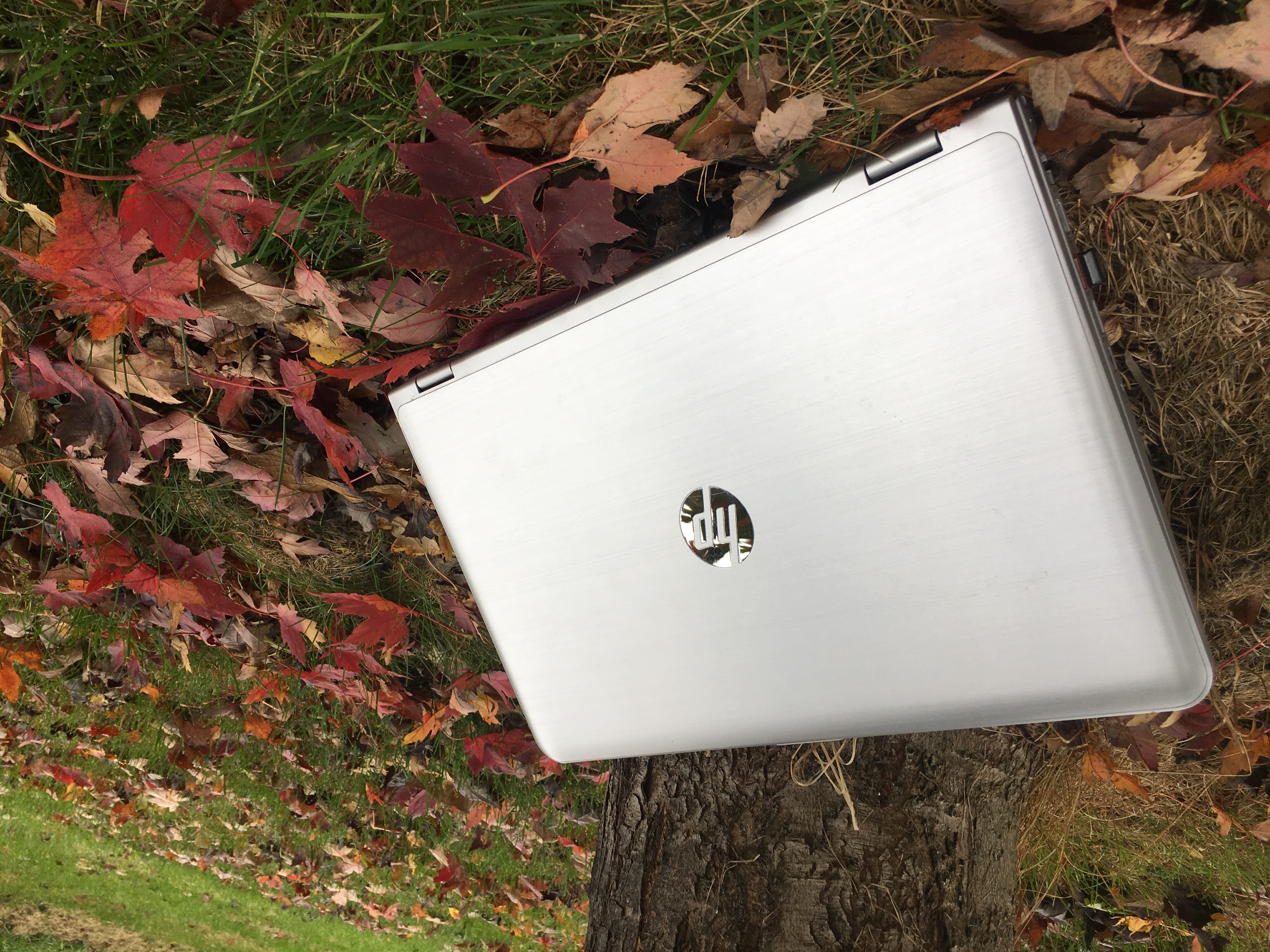 close-up, autumn, plant part, positive emotion, white color, land, outside, no people, nature, change, notebook, leaf, tech, leaves, trees, outdoors, communication, HD Wallpaper