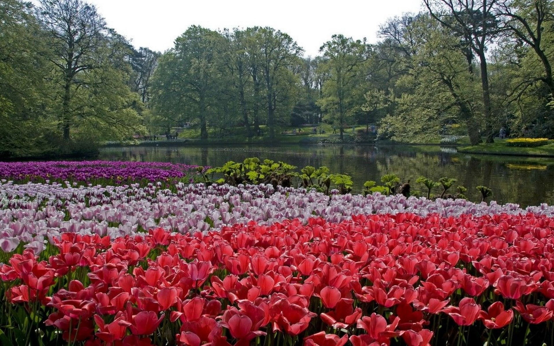 nature, tranquil scene, 1080P, outdoors, beauty in nature, fragility, flower, lake, growth, day, tranquility, water, springtime, flower head, park, flowering plant, HD Wallpaper