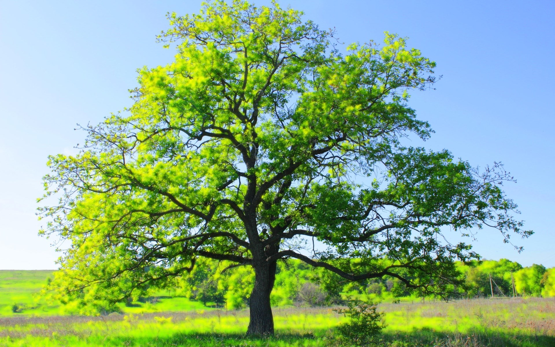 scenics - nature, outdoors, sky, landscape, 1080P, tree, grass, plant, no people, nature, growth, hd full  nature inspired 1920x1200, beauty in nature, HD Wallpaper