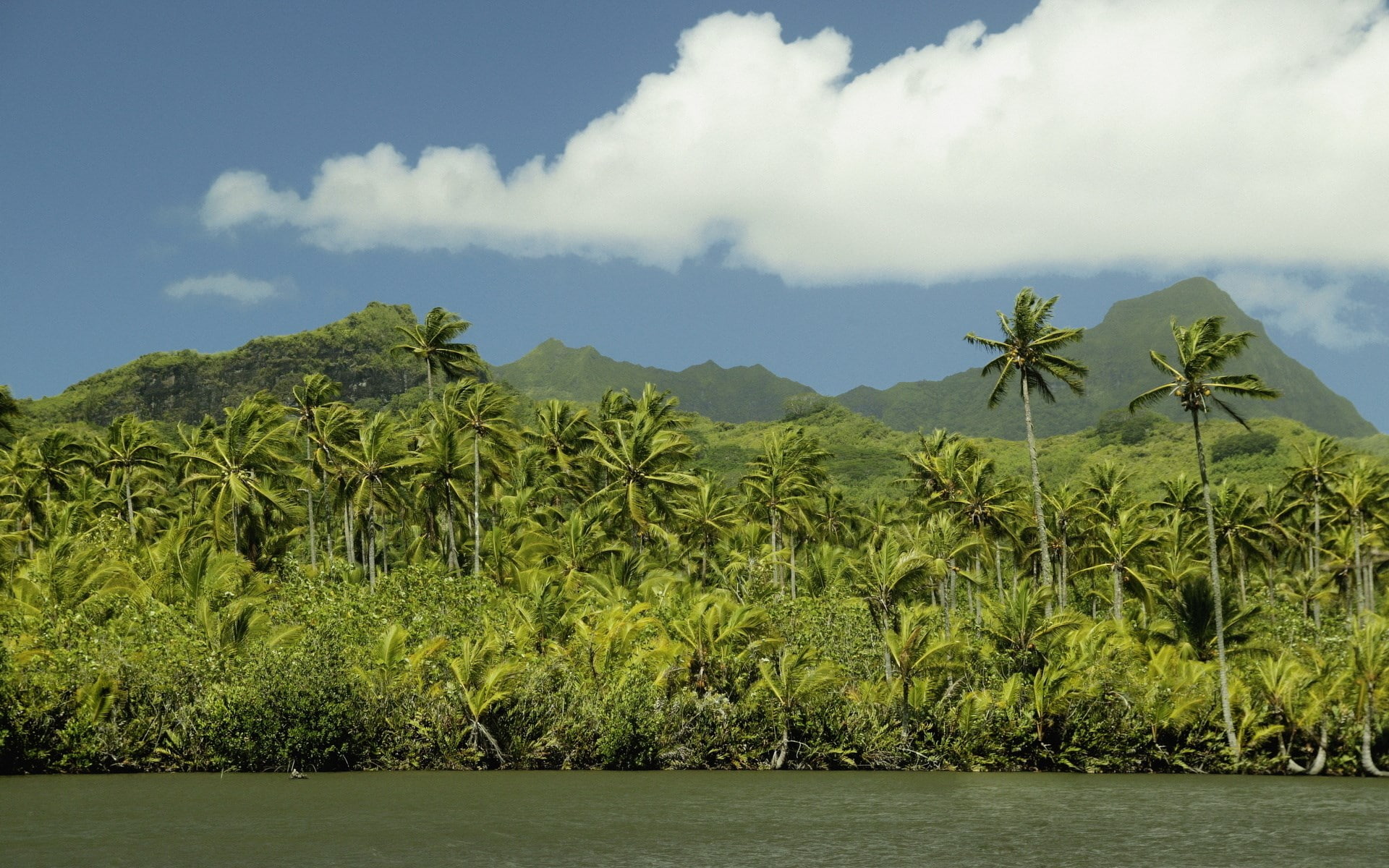 1080P, palm tree, tranquil scene, coconut palm tree, tree, growth, no people, water, cloud - sky, outdoors, waterfront, scenics - nature, tranquility, HD Wallpaper