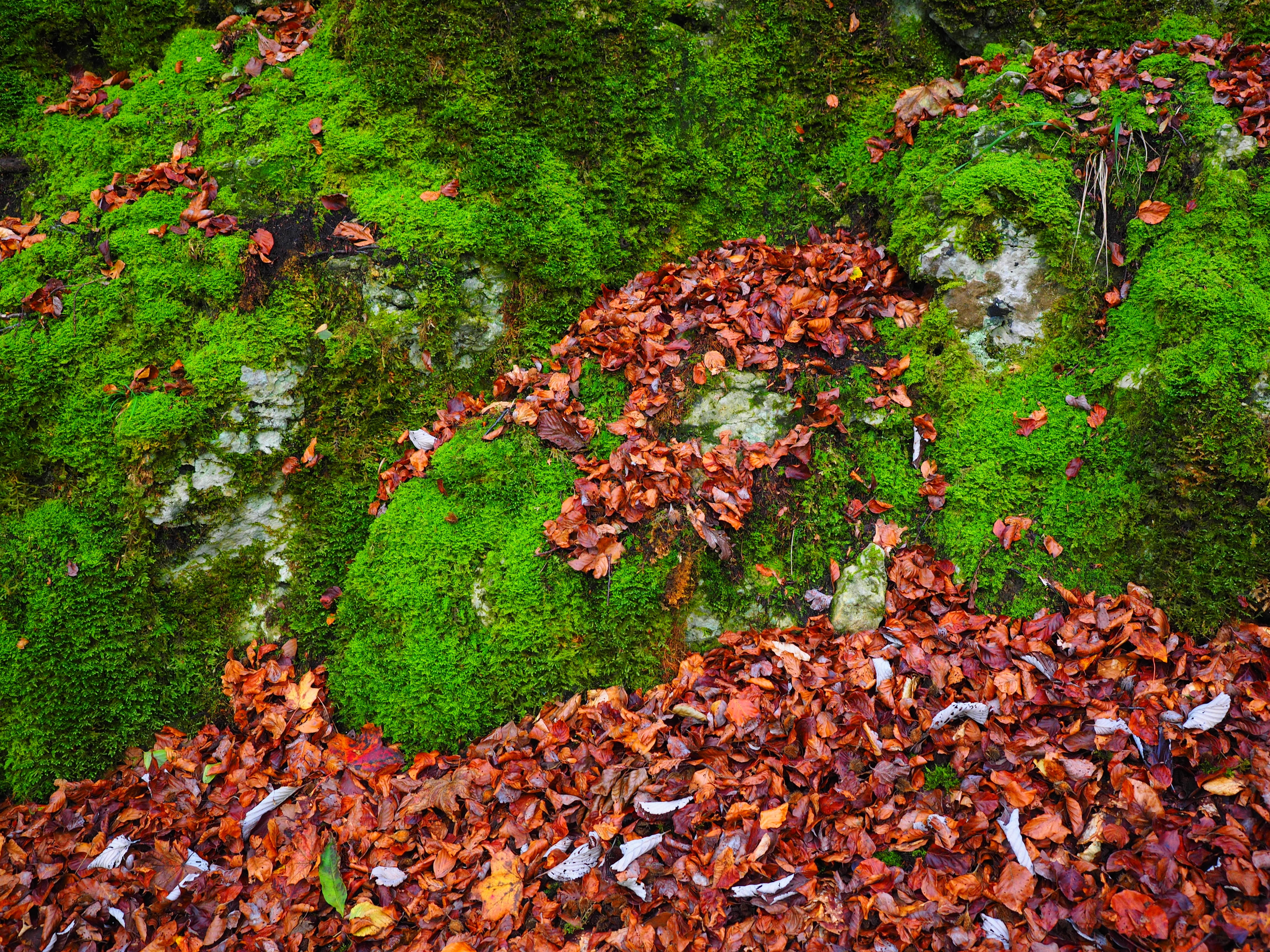 vulgar strong nerve moss, green color, outdoors, green, growth, high angle view, varying greatly annoying moss, moss, maple leaf, cratoneuron filicinum, HD Wallpaper