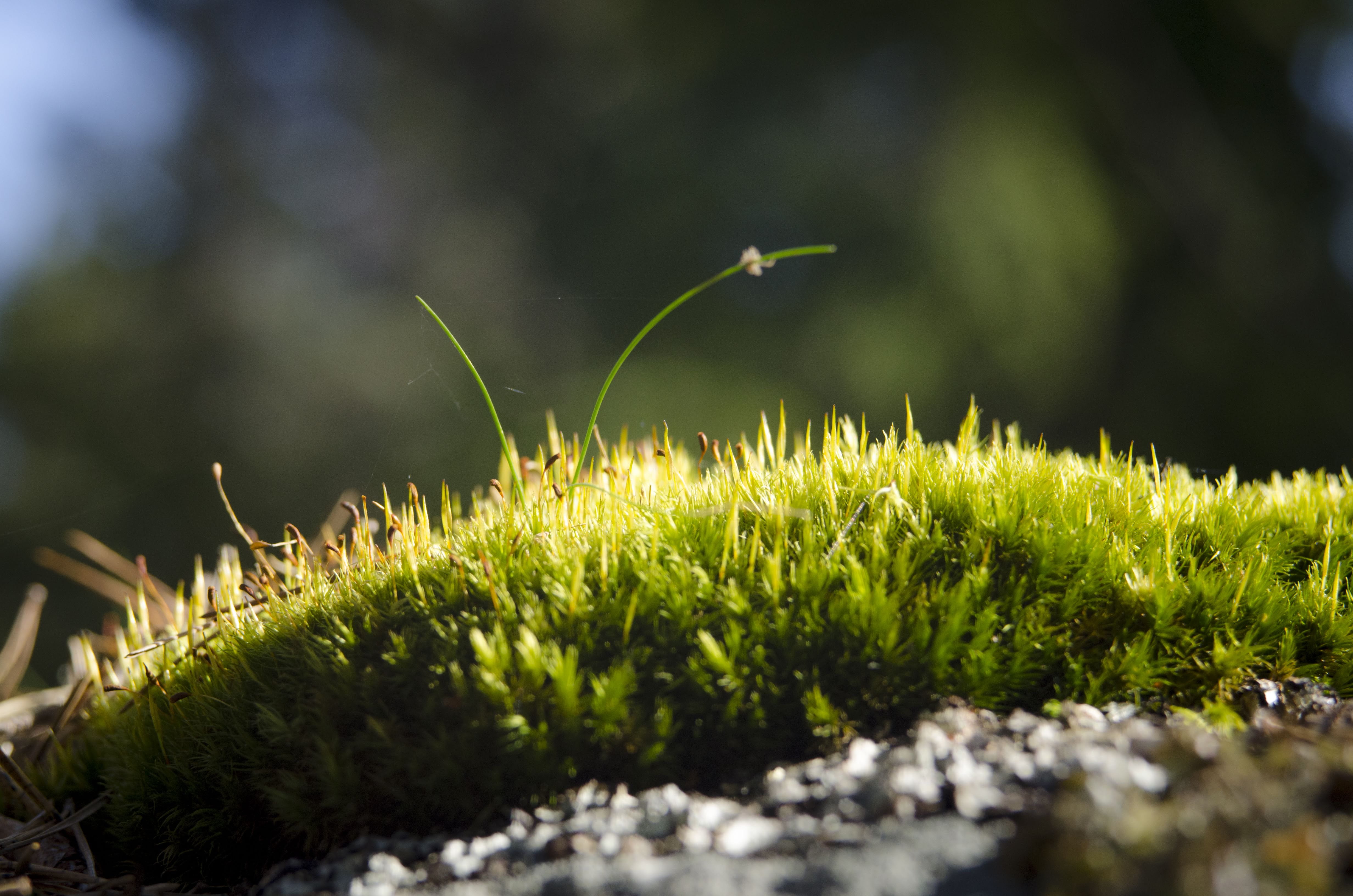 plant, green color, field, cicle, outdoors, freshness, love, growth, plant part, sensibility, green, grass, simplicity, nature, blade of grass, vulnerability, HD Wallpaper