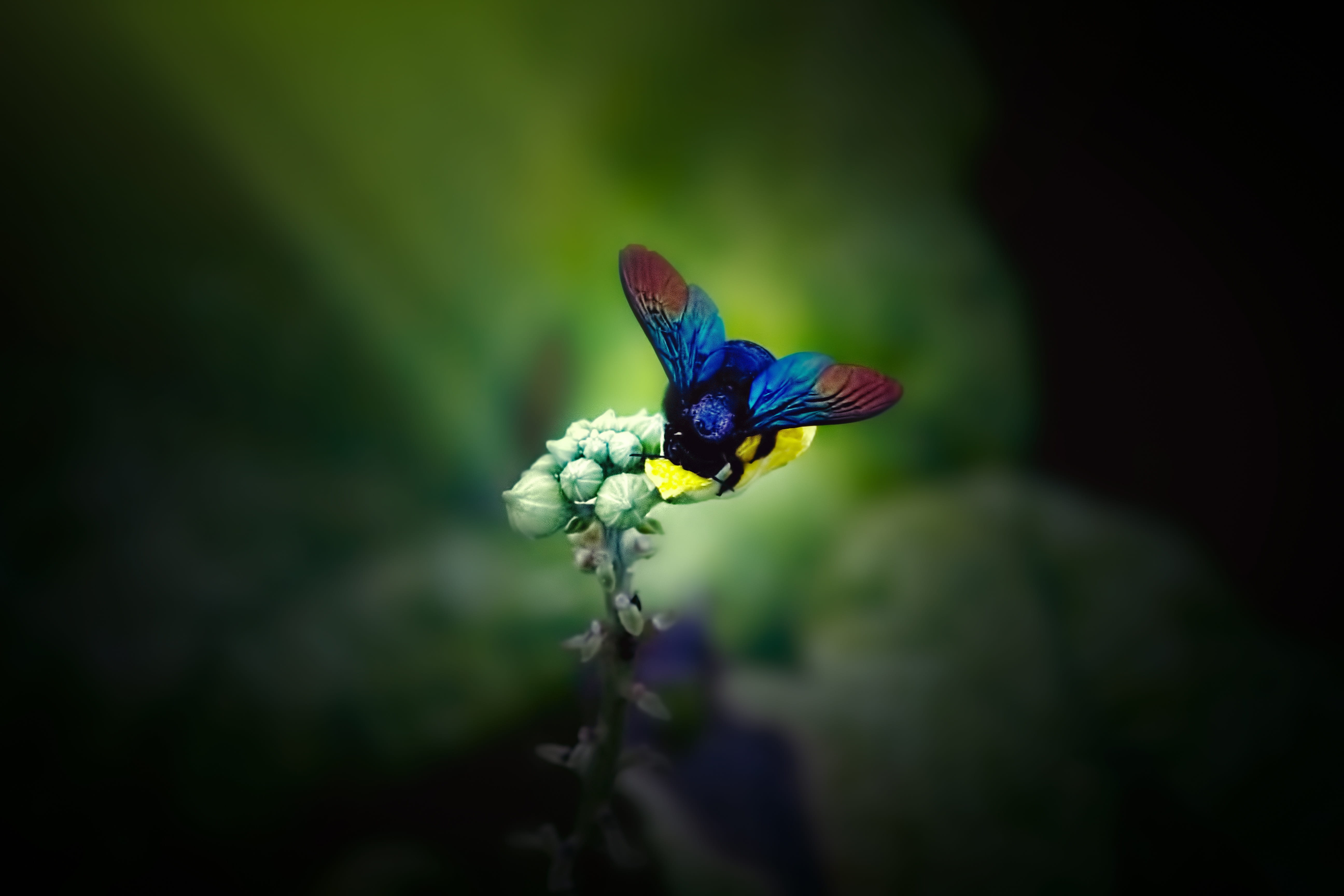 flowering plant, animal, invertebrate, yellow, fragility, perching, butterfly - insect, outdoors, animals in the wild, day, animal themes, beauty in nature, HD Wallpaper