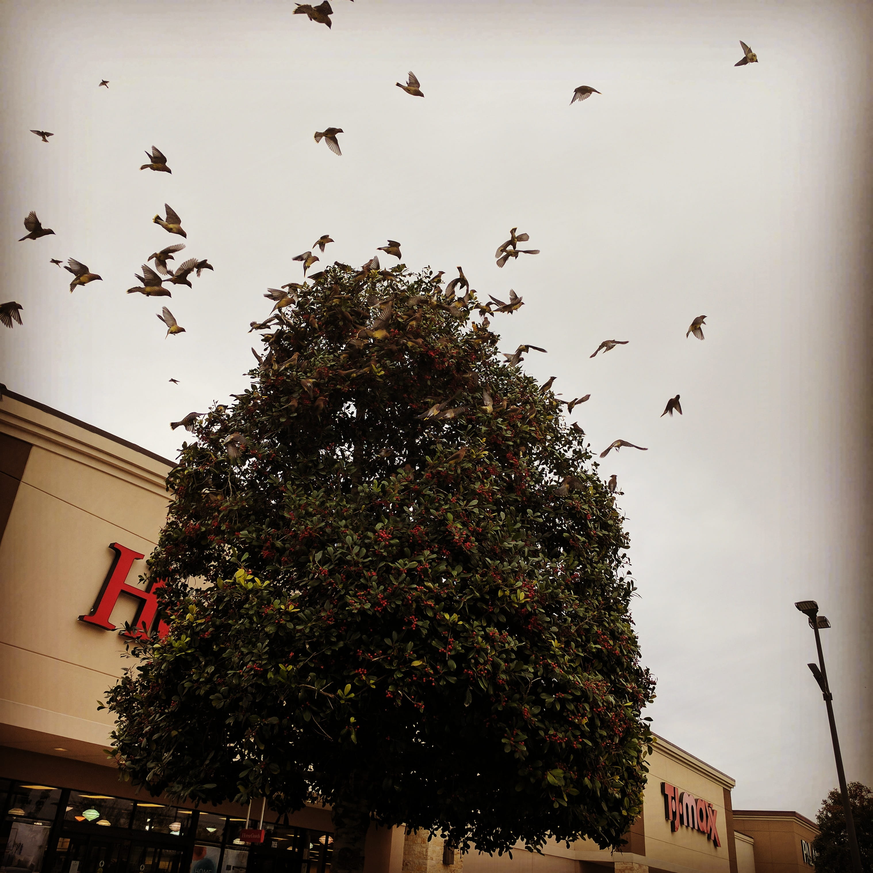 no people, nature, flying, low angle view, animal wildlife, flock of birds, plant, animal themes, humble, trees/birds, outdoors, sky, group of animals, Phone HD Wallpaper