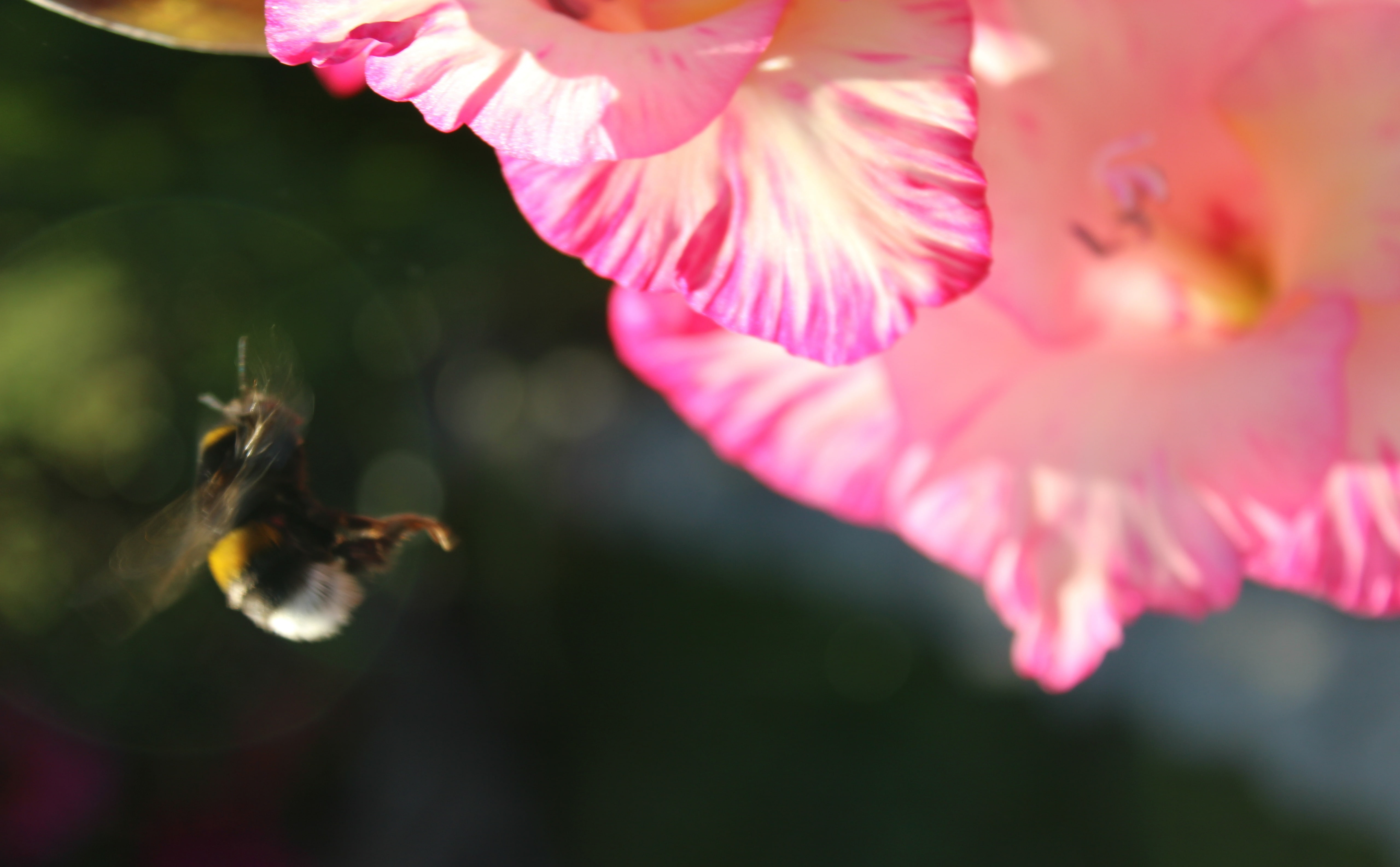 flower, pink color, inflorescence, focus on foreground, bee, pollination, animal themes, nature, flowering plant, humble, growth, outdoors, plant, beauty in nature, HD Wallpaper