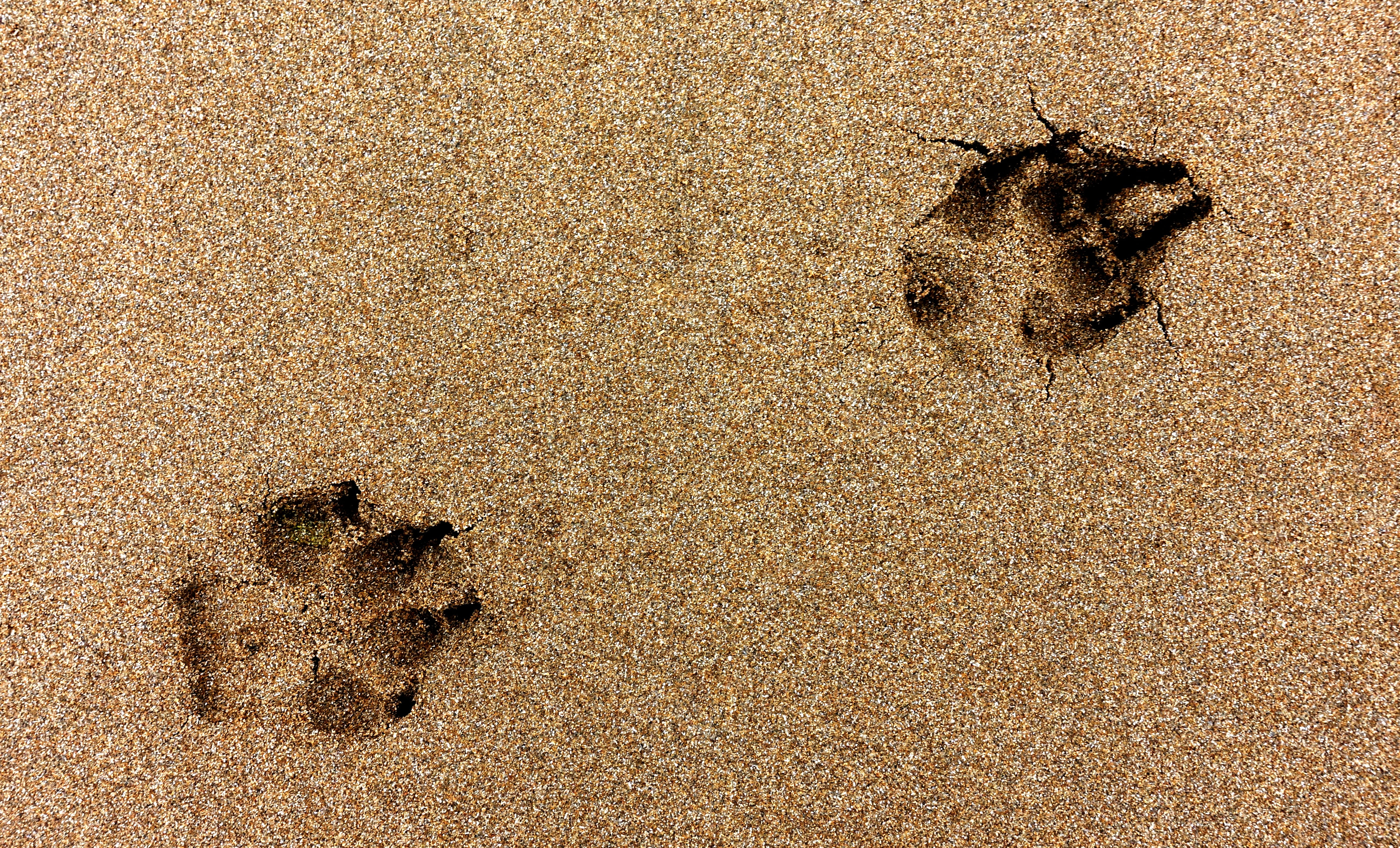 vacations, insect, trail, day, 5K, footprint, activity, nature, active, paw, textured, pace, dog, animal themes, step, no people, invertebrate, summer, HD Wallpaper