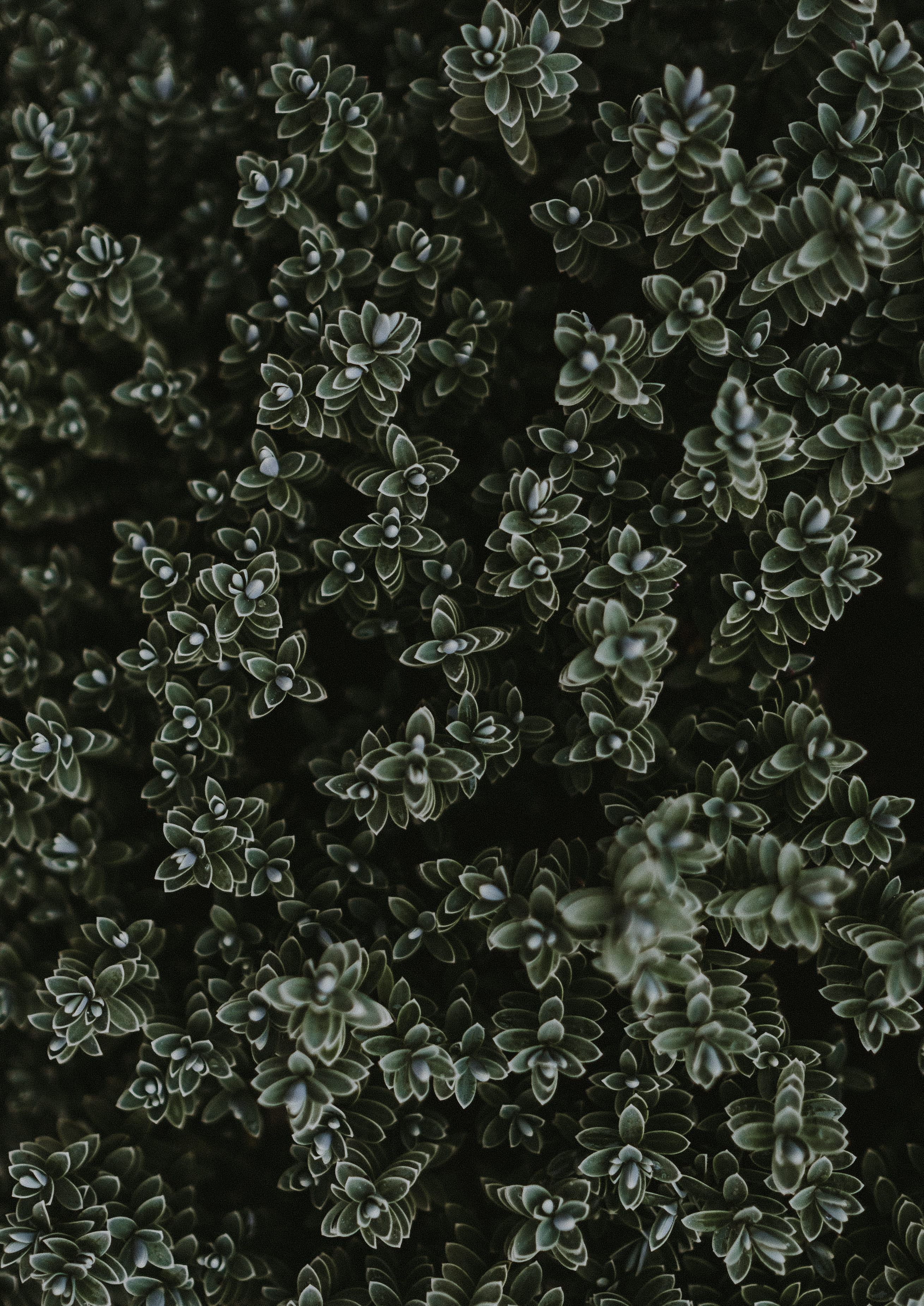 close-up, 2K, flower head, high, growth, outdoors, vulnerability, plant part, angle, beauty in nature, leaf, leafed, lay, inflorescence, view, freshness, Phone HD Wallpaper