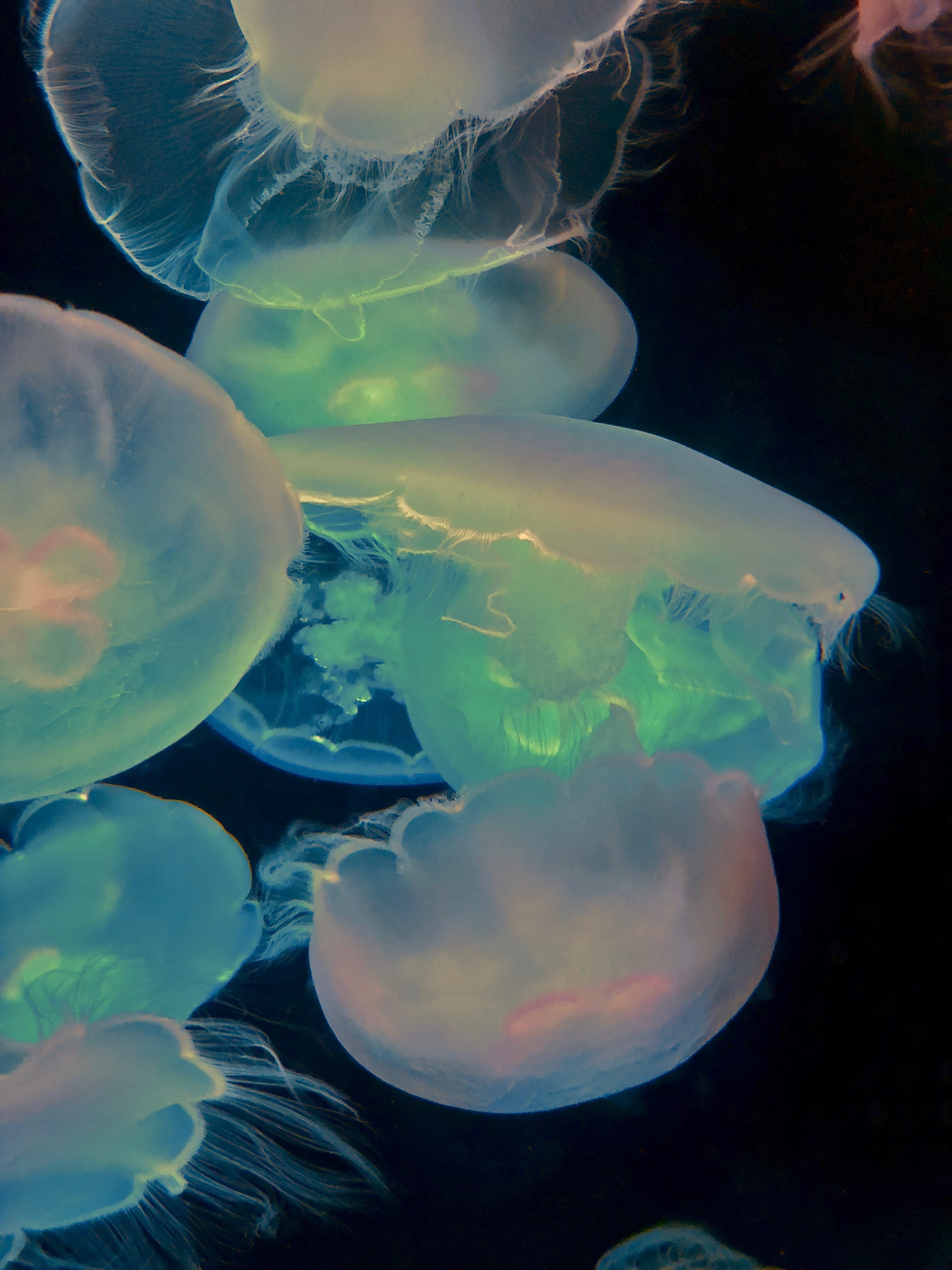 jelly, animals in the wild, long beach, marine, school of fish, invertebrate, jellyfish, no people, iphone, united states, iphonex, sea, undersea, Phone HD Wallpaper