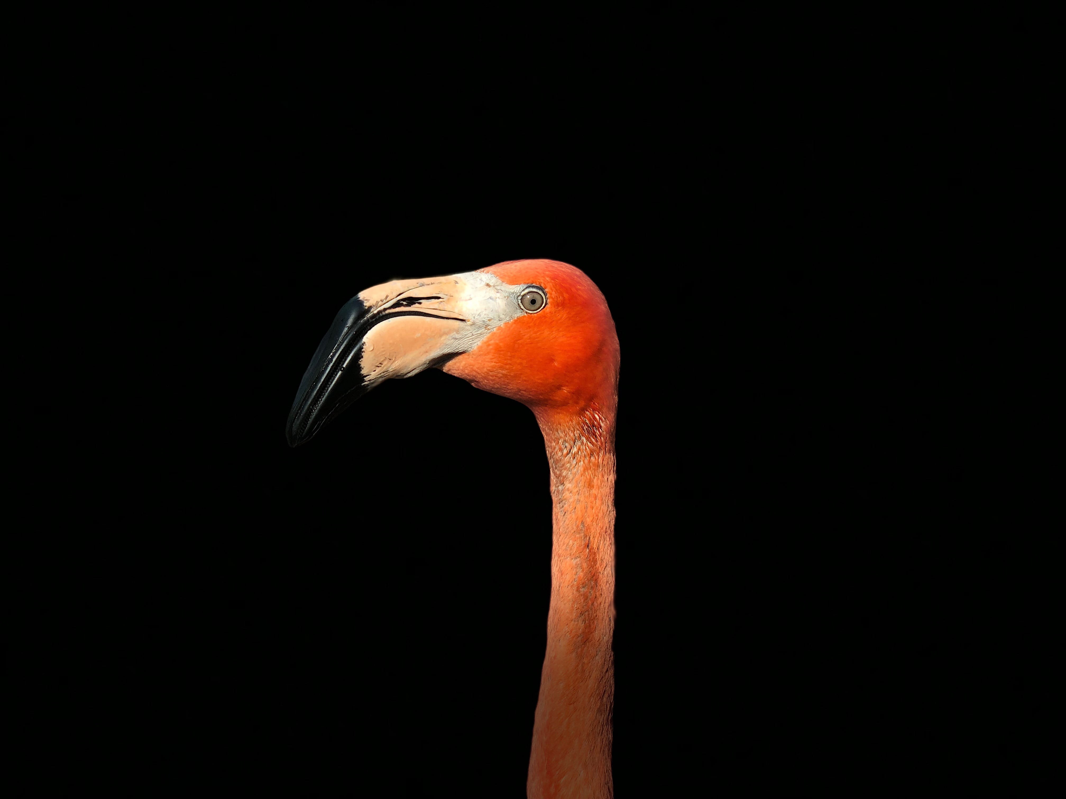 pet, africa, avian, animal, outdoor, adventure, flamingo, 4K, wild, wing, background, feather, detail, iphonex, bird, tropical Climate, nature, fly, zoo, HD Wallpaper