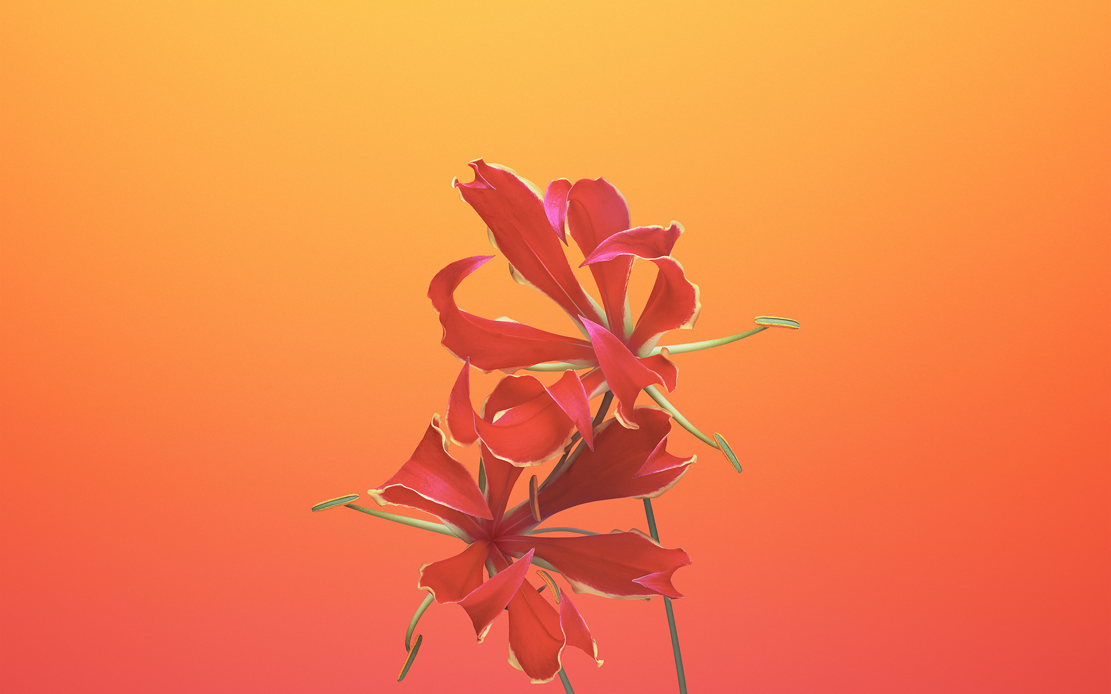 nature, orange background, beauty in nature, flower head, colored background, no people, plant, flowering plant, art, ios11, close-up, inflorescence, pink color, HD Wallpaper