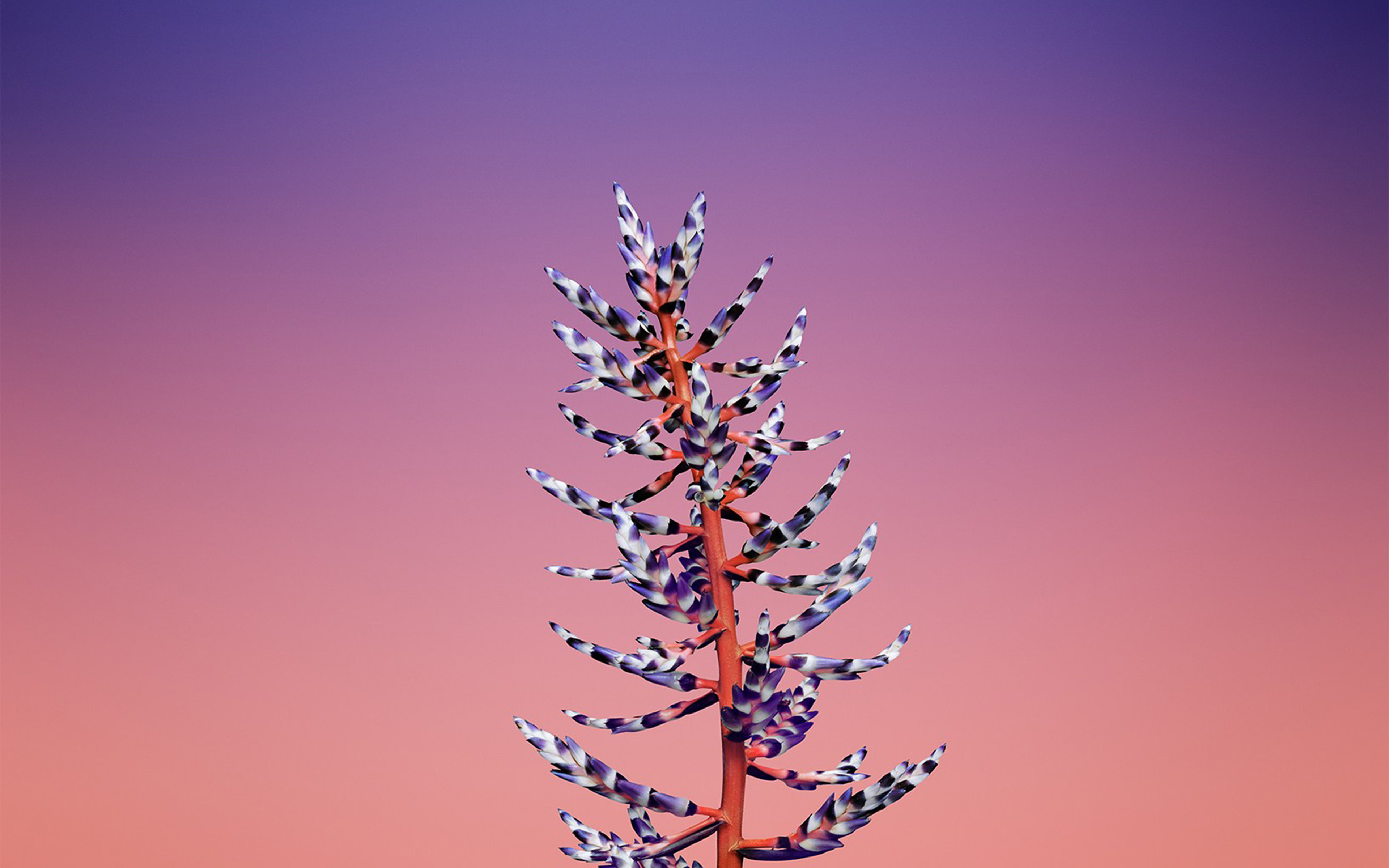 apple, illustration, 4K, flower, iphonex, art, HD Wallpaper