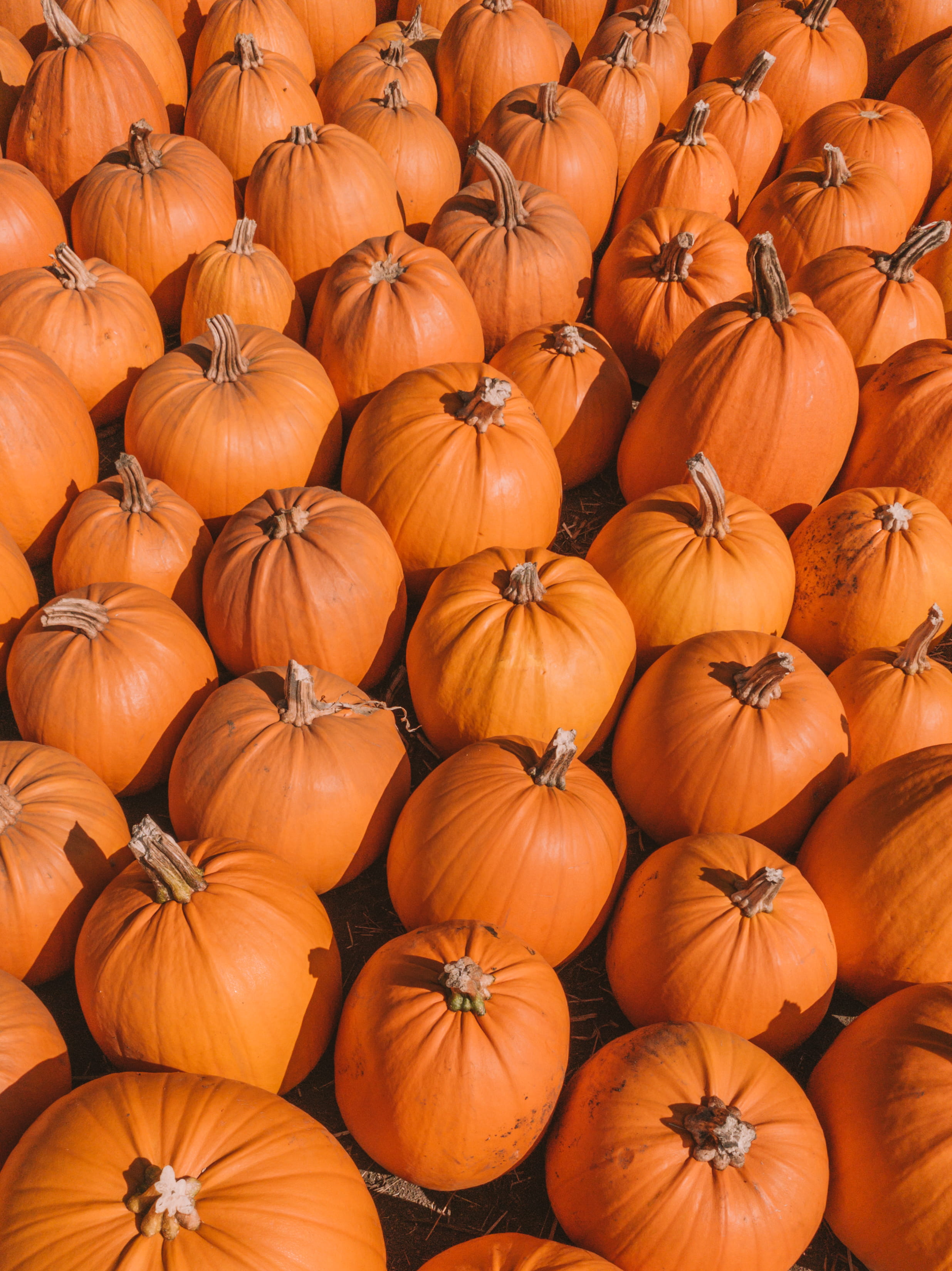 full frame, food and drink, healthy eating, autumn, orange color, orange, field, nursery, ranch, shotoniphone, food, pumpkin patch, ripe, harvest, vegetable, Phone HD Wallpaper