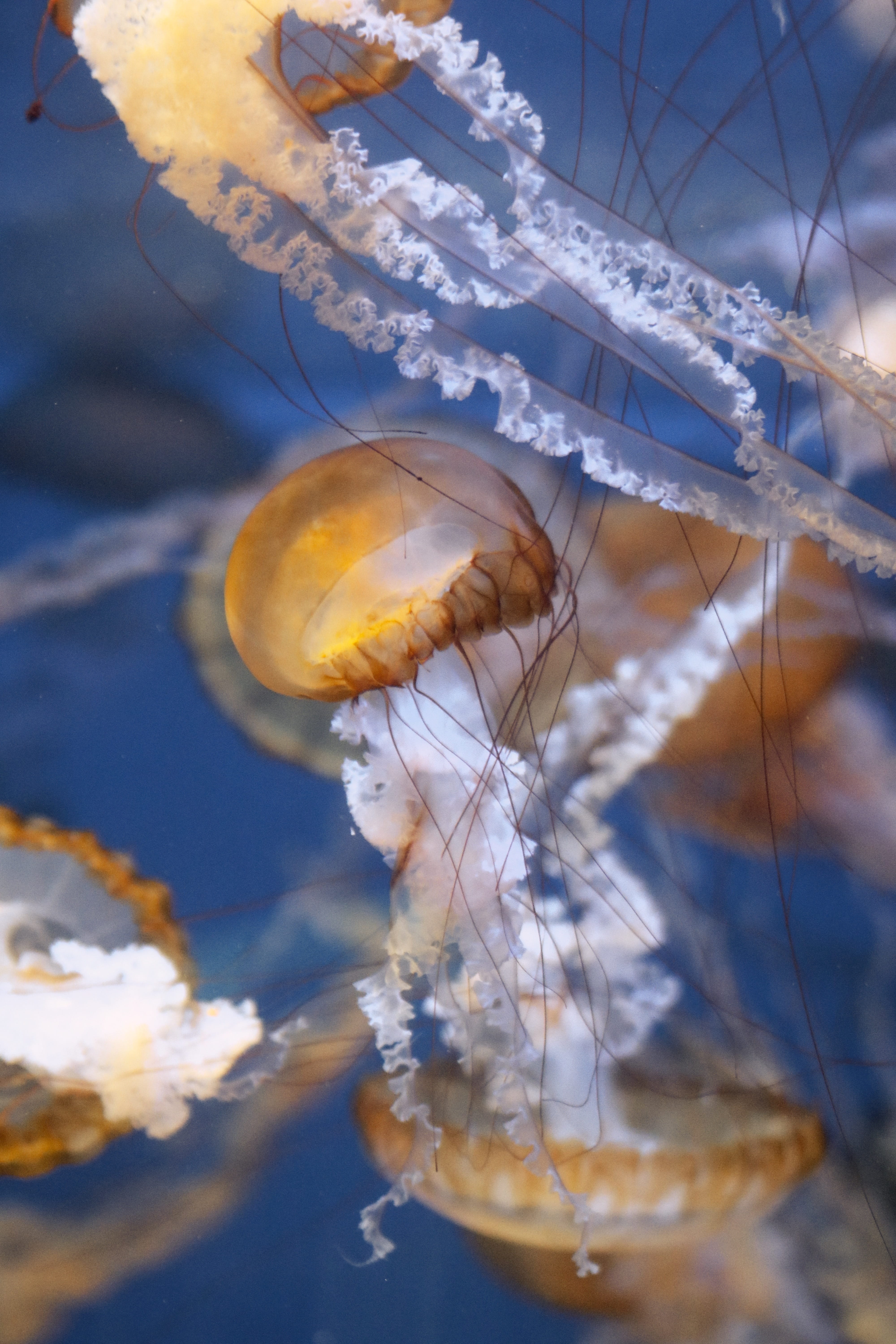adventure, 5K, sea life, one animal, undersea, close-up, iphonex, water, sea, fish, invertebrate, jelly, animal, predator, animals in the wild, float, Phone HD Wallpaper