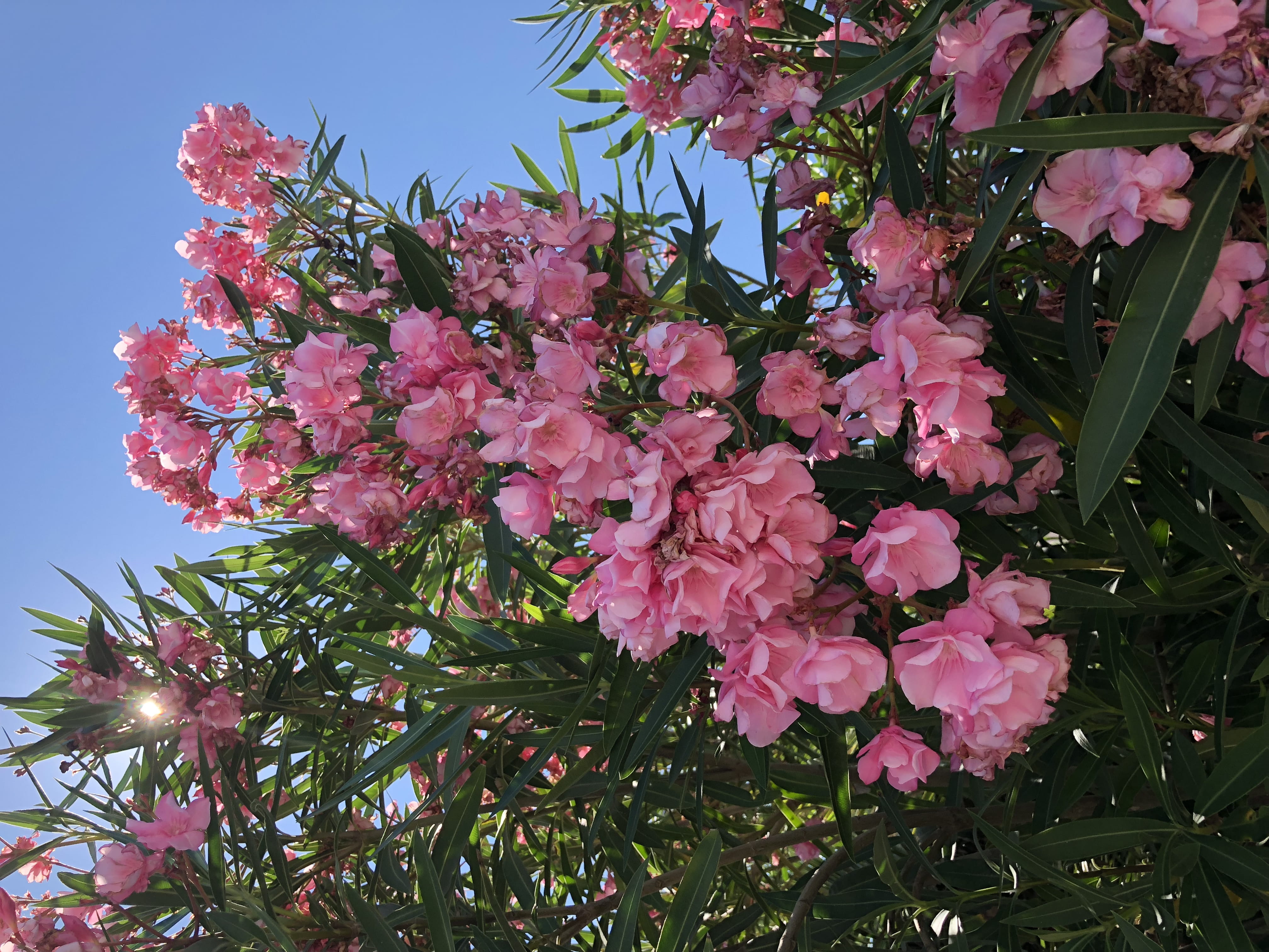 inflorescence, freshness, close-up, low angle view, blossom, growth, iphonex, fragility, summer, flower, spring, cherry tree, pink color, no people, france, HD Wallpaper