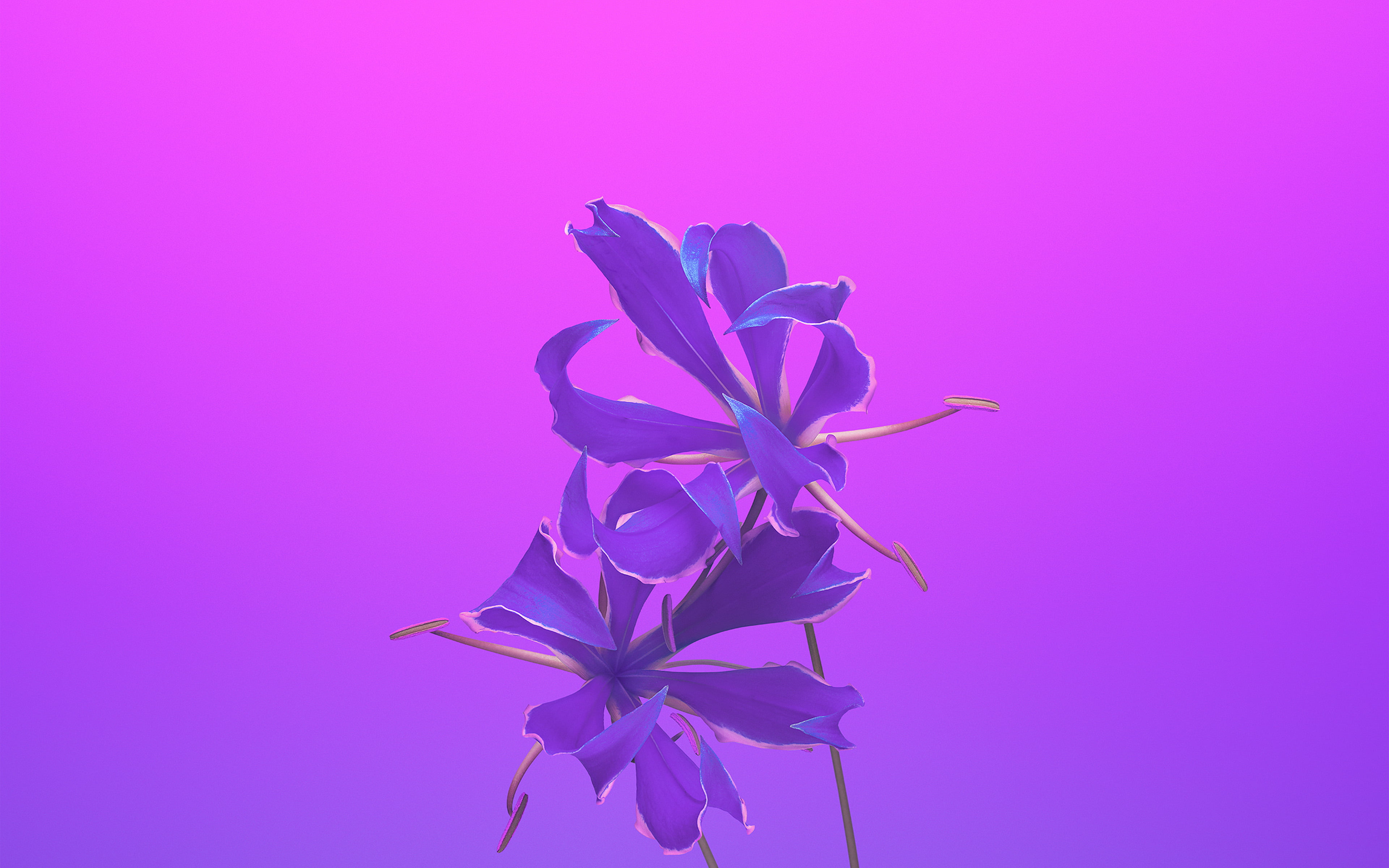 pink background, fragility, nature, iphonex, flower head, freshness, petal, purple, colored background, illustration, indoors, art, vibrant color, growth, HD Wallpaper