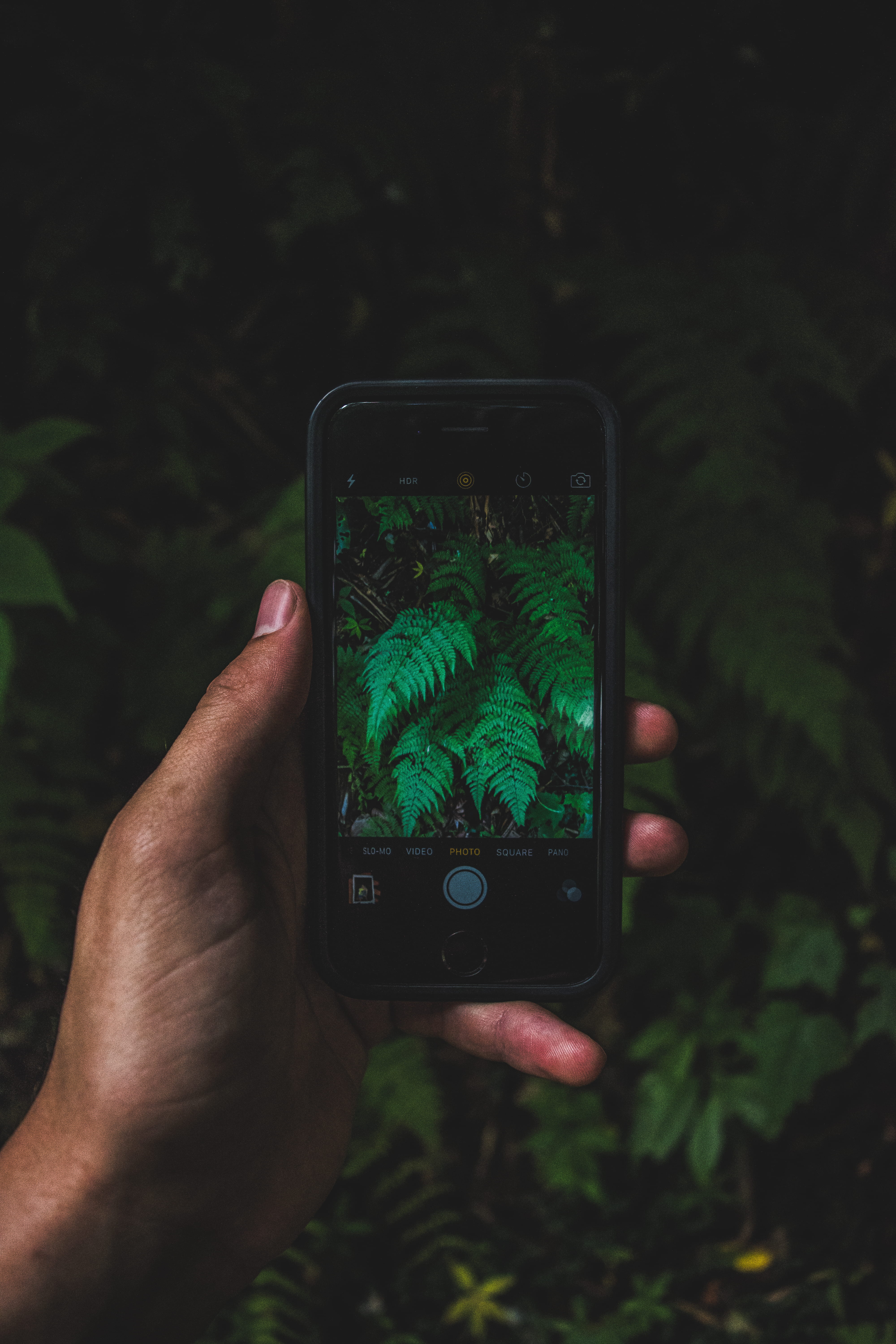 screenshot, human Hand, communication, equipment, photography, green plant, smart Phone, holding, one person, 5K, finger, wireless Technology, plant, hand, Phone HD Wallpaper