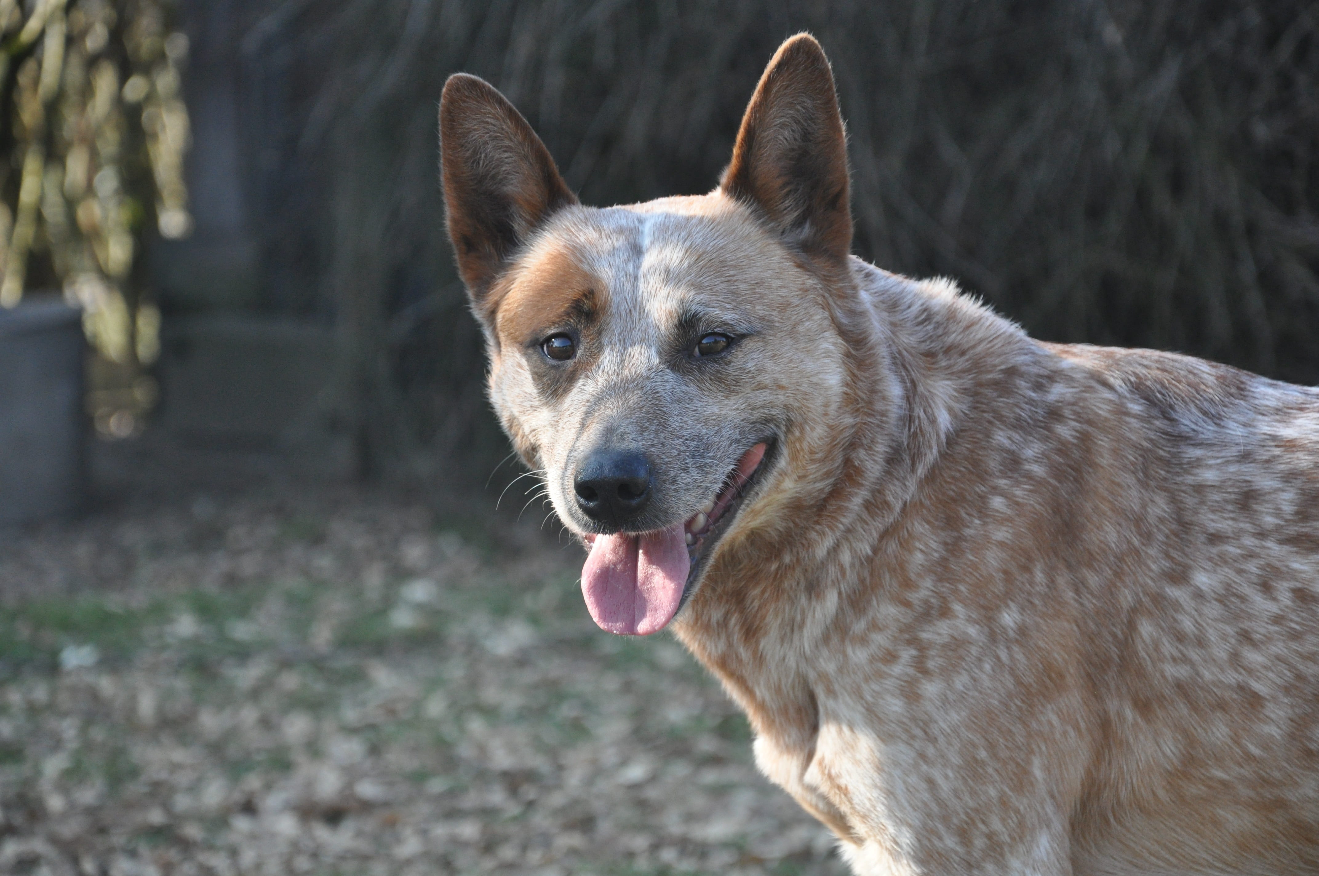 animal head, vertebrate, portrait, pets, herding dog, australian cattle dogs, day, 4K, domestic, canine, animal mouth, sticking out tongue, mammal, adult, HD Wallpaper