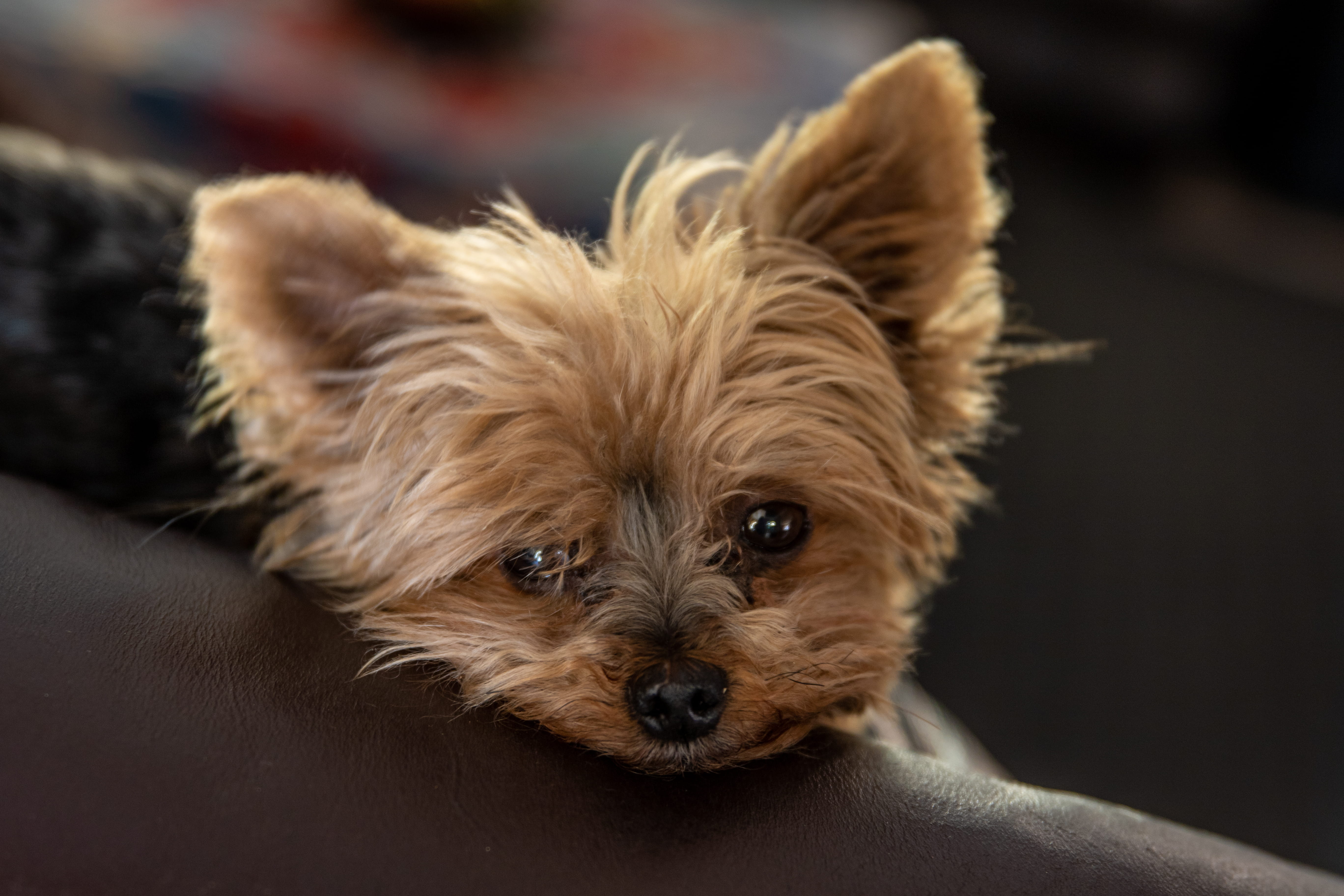 animal body part, one animal, close-up, looking at camera, eyes, tan, terrier, puppy, yorkie, domestic animals, fur, pet, animal head, indoors, dog, lap dog, HD Wallpaper