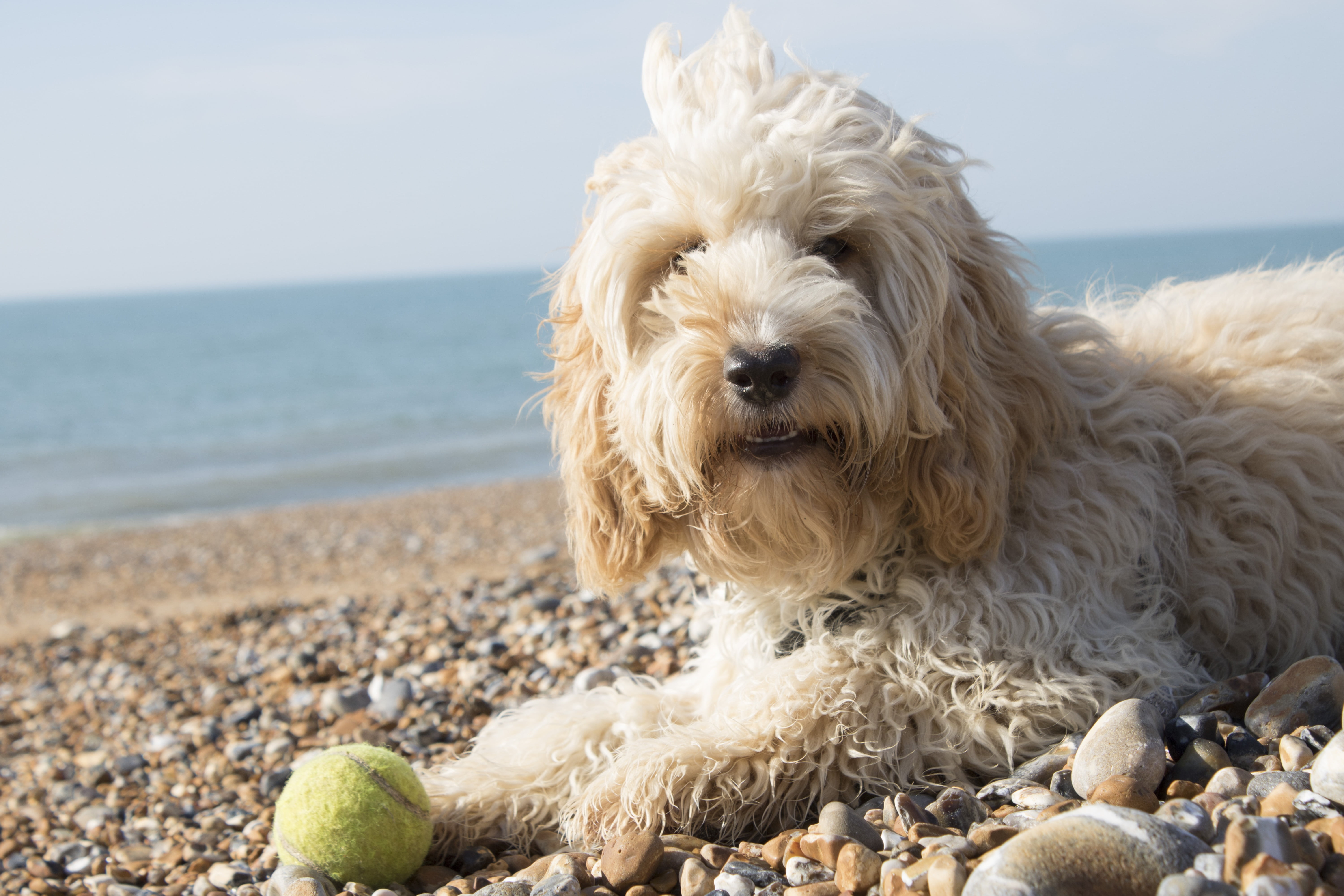 coast, water, long, domestic animals, 5K, one animal, pets, playing, sea, animal, sun, outdoor, looking at camera, next, horizon over water, no people, HD Wallpaper