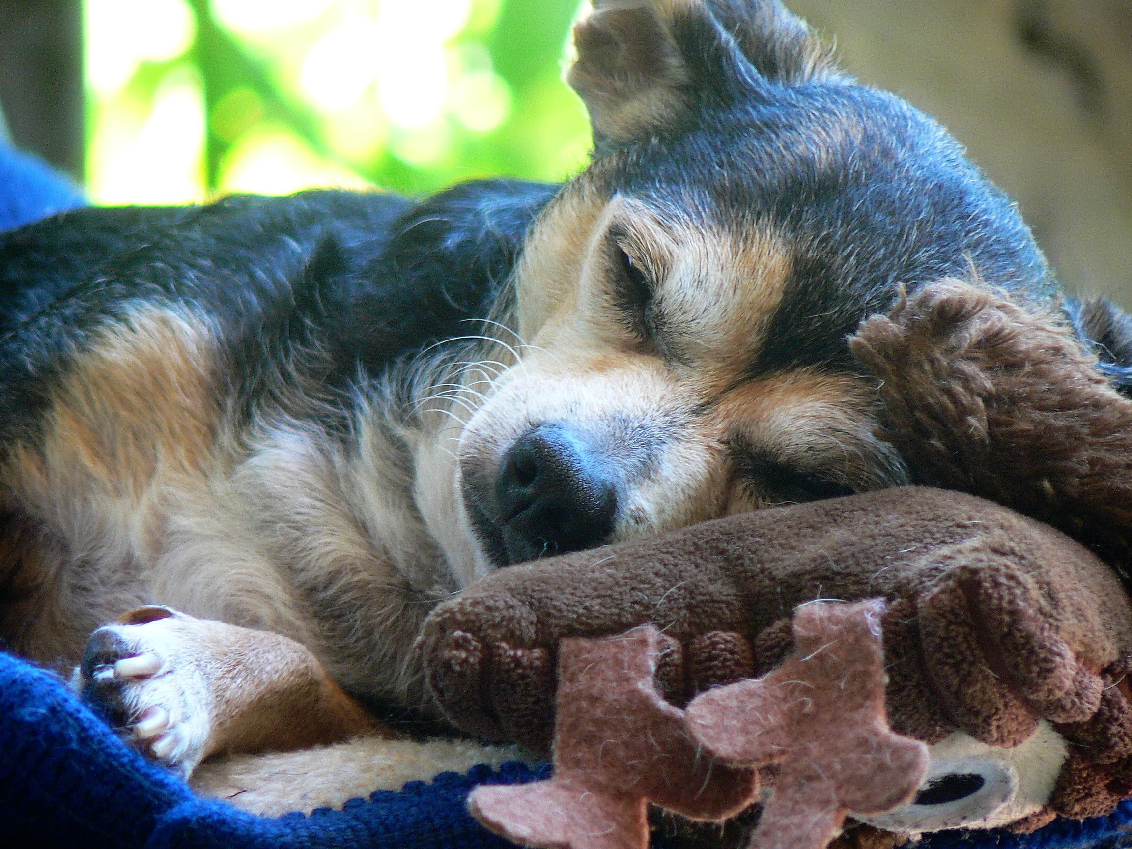 dog, sleeping, mammal, brown, animal, face, day, fun, domestic, lying, short, terrier, resting, doggy, happy, eyes closed, black, small, outdoors, close-up, HD Wallpaper