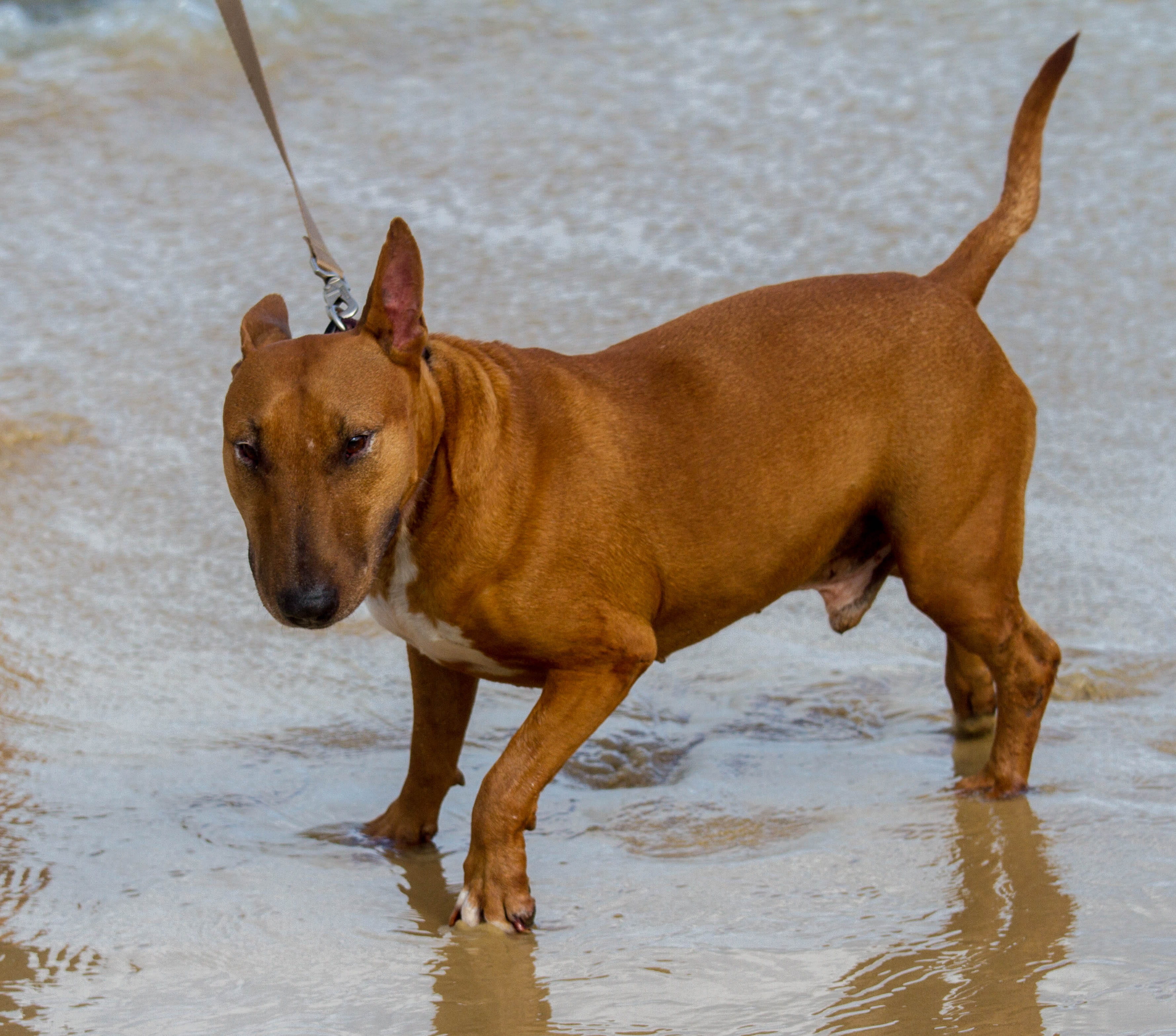 day, water, canine, red, 2K, animal, watch, beach, dog, toes, domestic, standing, vertebrate, bullterrier, mammal, pull, face, sand, nails, no people, HD Wallpaper