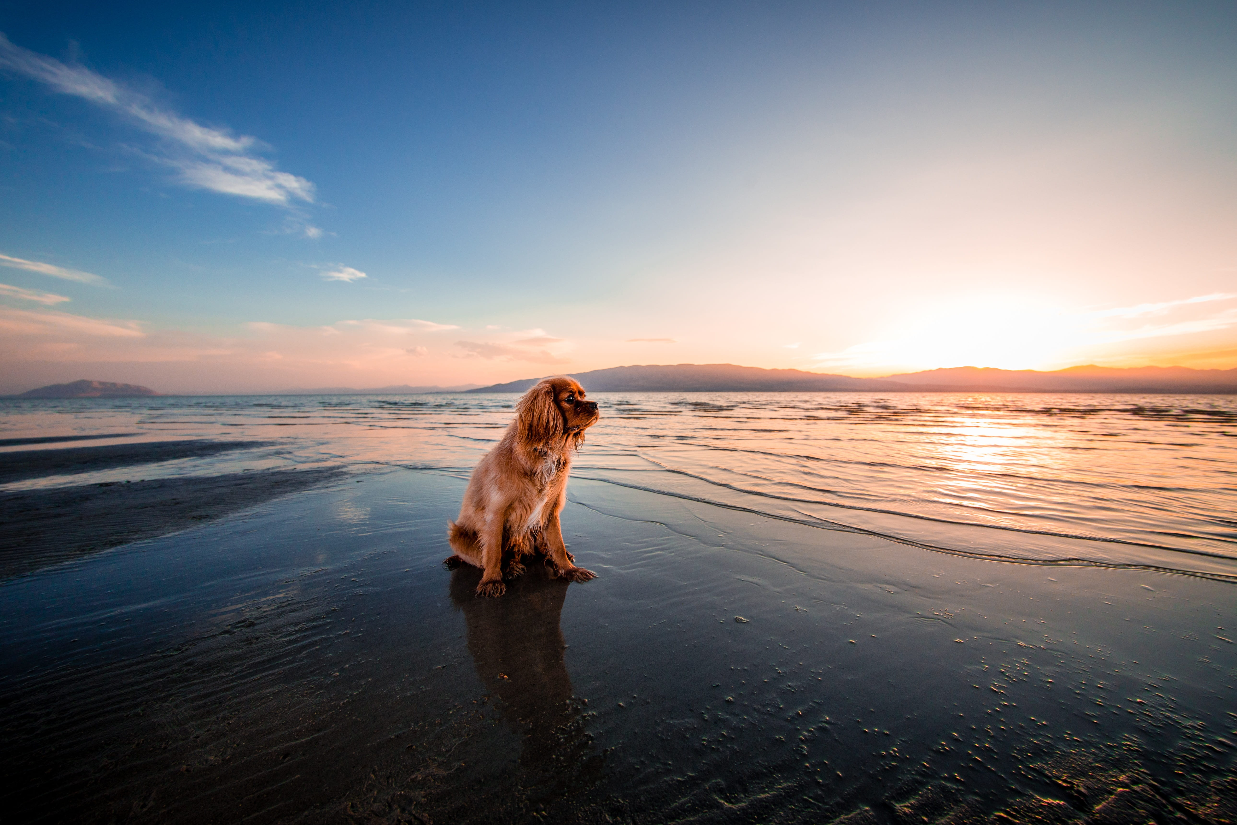 sky, one animal, seascape, animal themes, mammal, fur, domestic animals, 5K, pets, outdoors, shore, sunrise, vertebrate, animal, nature, brown, golden retriever, HD Wallpaper