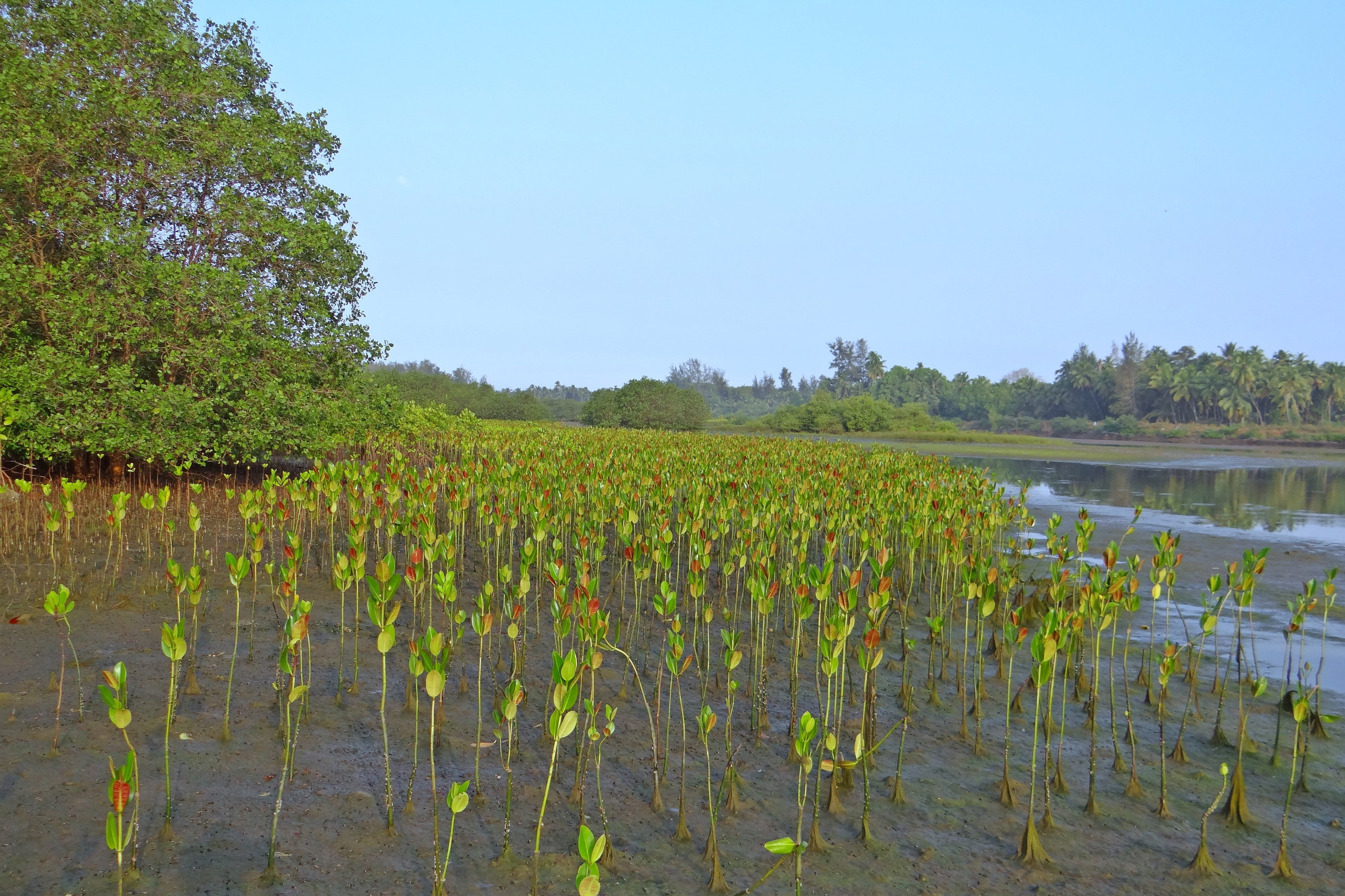 crop, field, tidal forest, mangrove, environment, agriculture, rural Scene, day, land, plantation, outdoors, sky, winemaking, food, seedlings, karwar, water, HD Wallpaper