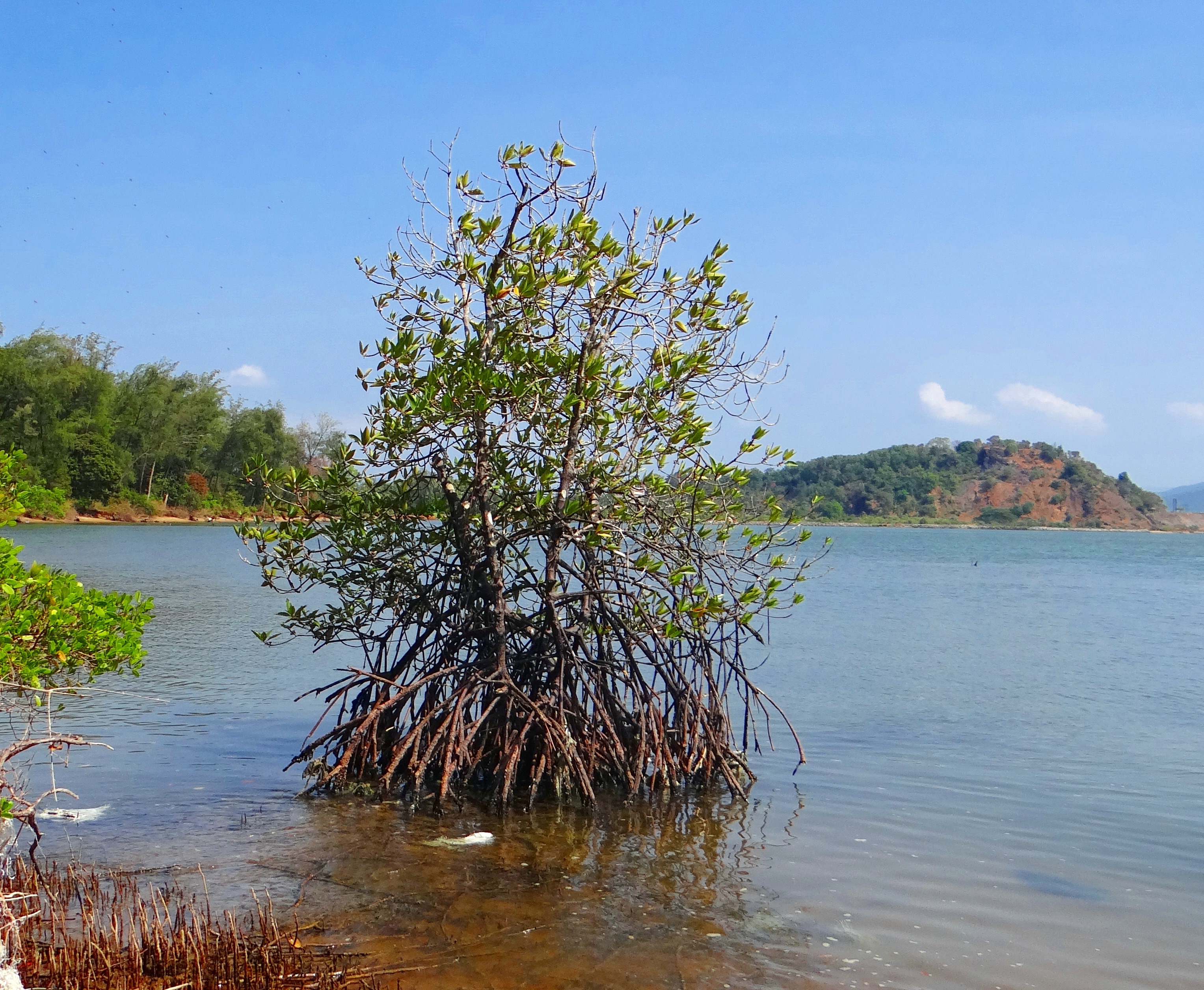 beauty in nature, tranquility, no people, waterfront, india, nature, reflection, tranquil scene, 2K, cloud - sky, land, non-urban scene, water, tidal forest, HD Wallpaper
