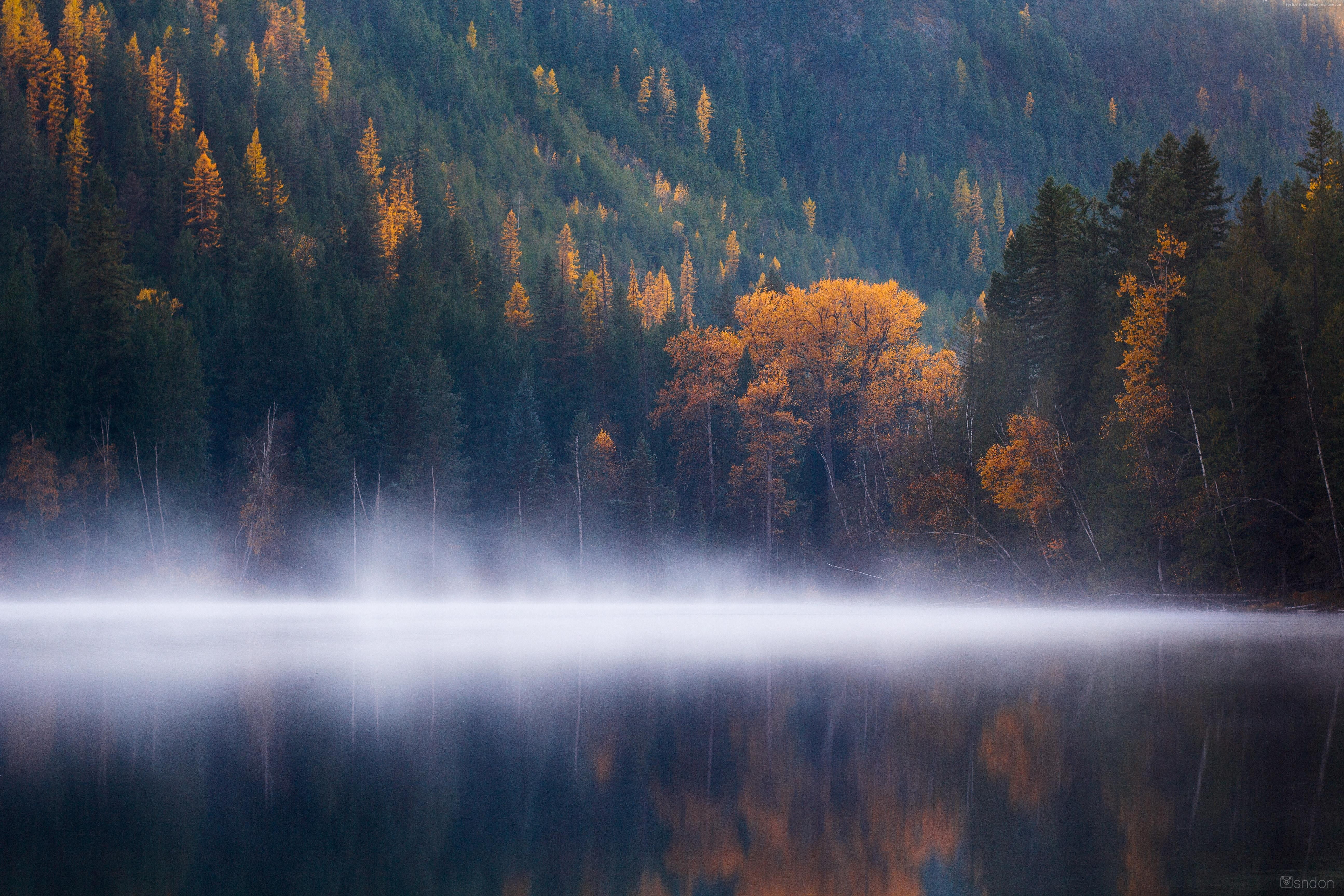 trees, forest, fog, autumn, 5K, 5K, Columbia, Echo Lake, HD Wallpaper