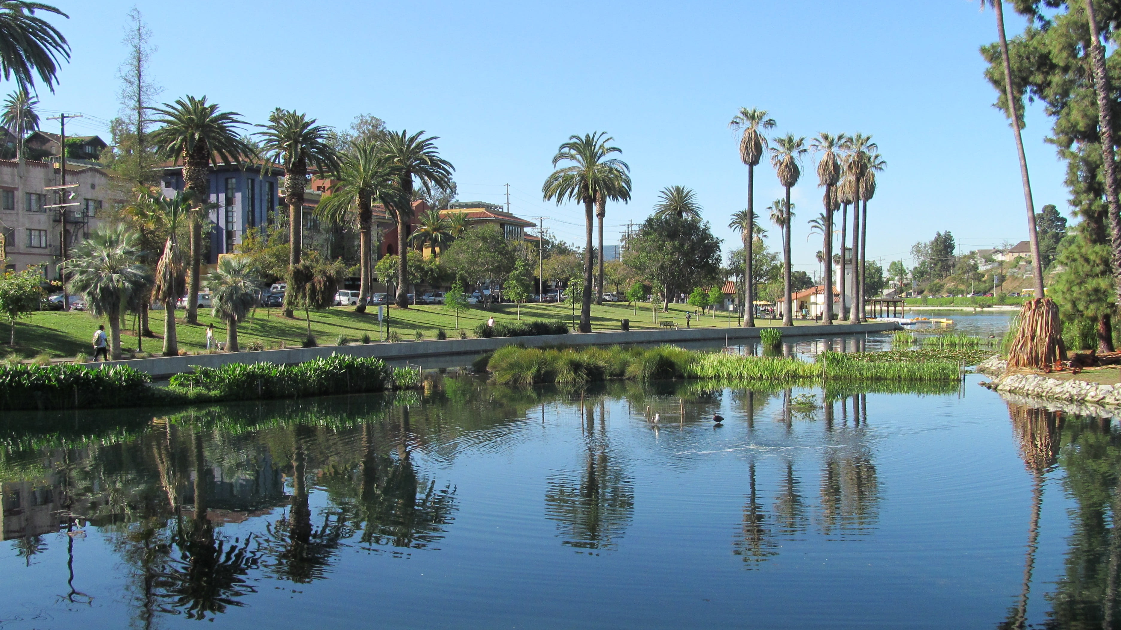 water, echo park, day, nature, tropical climate, travel destinations, outdoors, beauty in nature, waterfront, building, reflection, palm trees, clear sky, HD Wallpaper