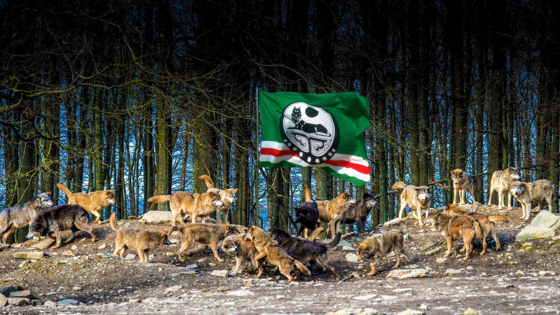 1080P, Animal, Wolf, Flag of Chechnya, HD Wallpaper