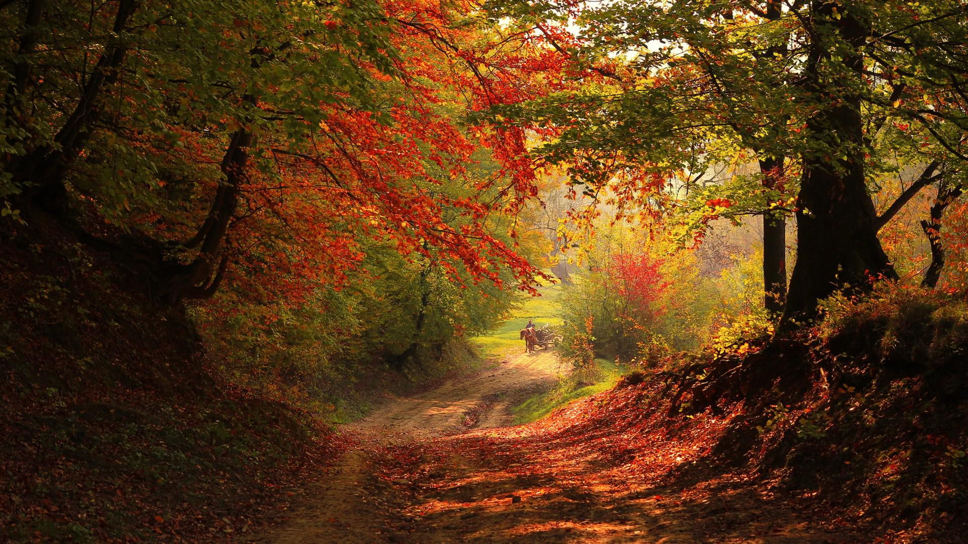 woods, goods, 1080P, roads, horse, trees, pull, pull goods, near, pathway, scenic, green, leaves, autumn, HD Wallpaper