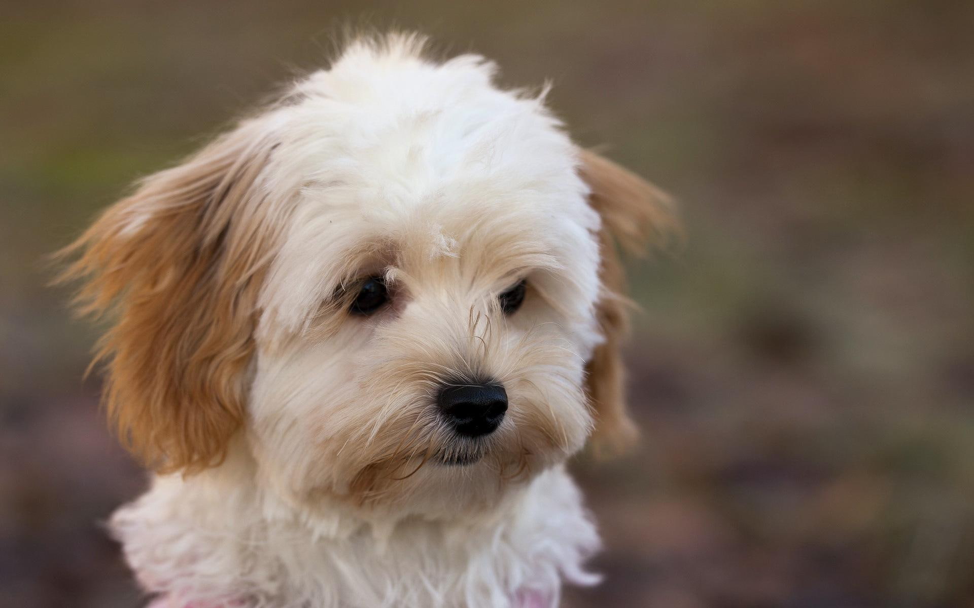 1080P, animals, fawn, cute, tzu, pooch, 1920x1200, white, shih, HD Wallpaper