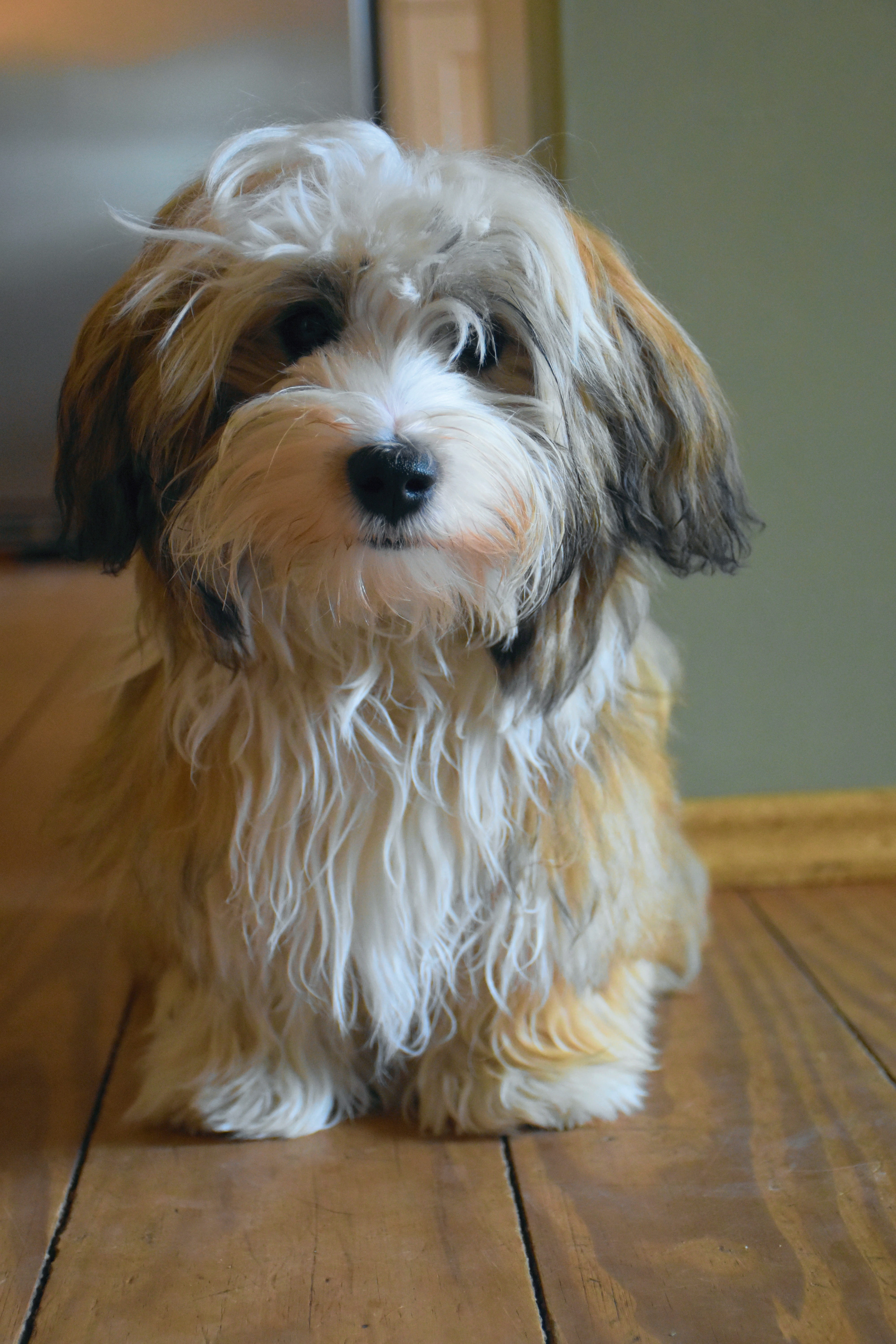 three coloured, purebred dog, animal head, wood, small, adult, shih, pet, mammal, dog, cute, hundeportrait, vertebrate, flooring, puppy, sweet, canine, Phone HD Wallpaper