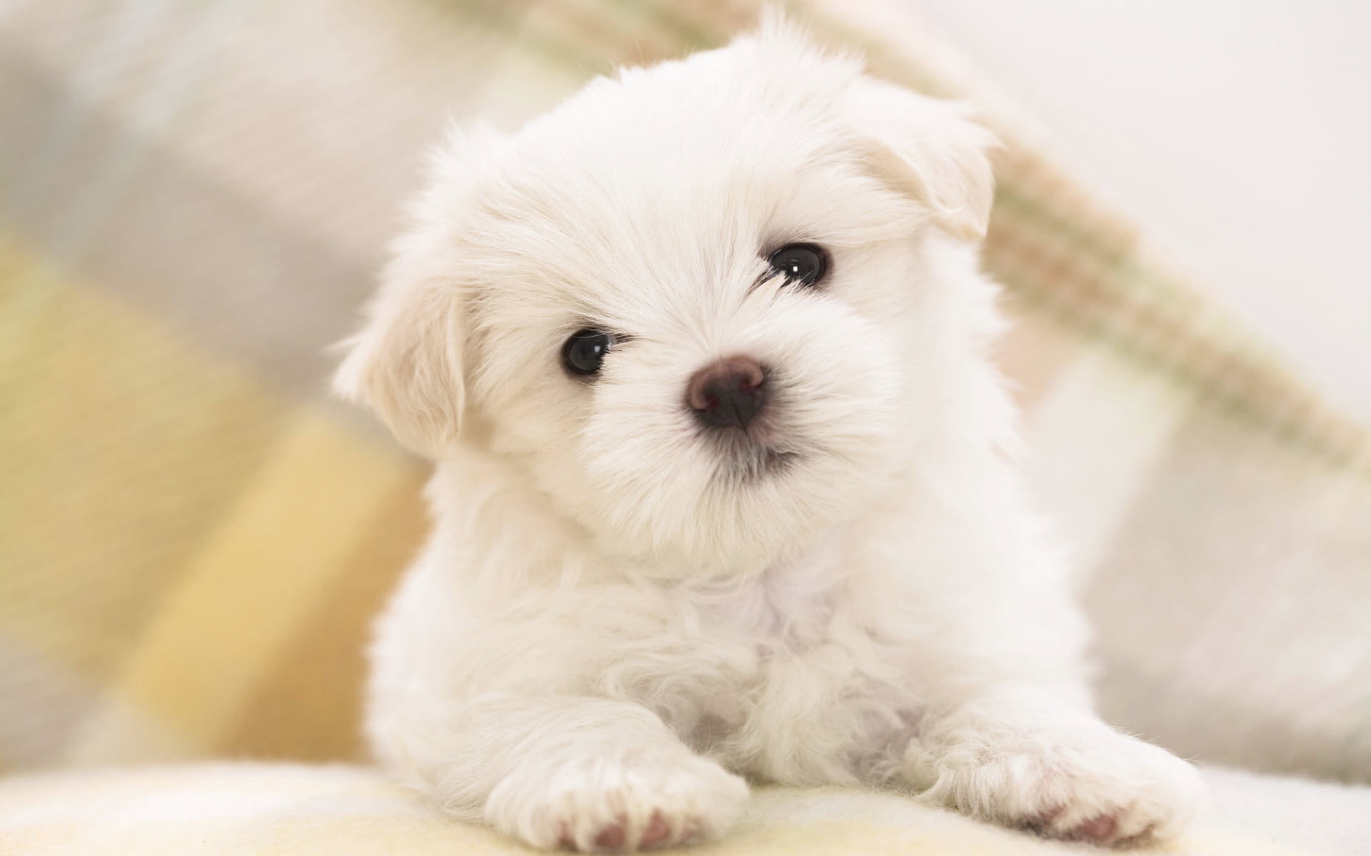 1080P, puppy, maltese, HD Wallpaper