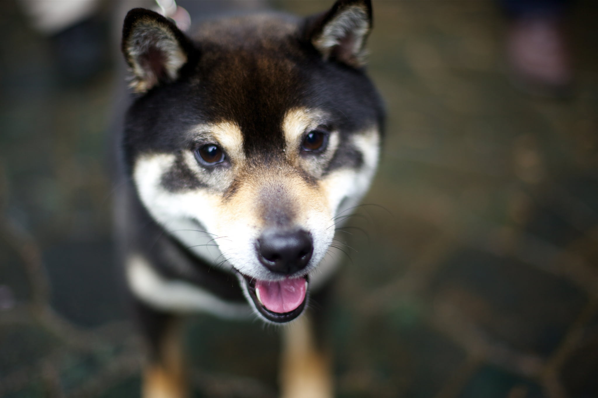 look, animal eye, no people, mammal, domestic animals, focus on foreground, looking at camera, mouth open, mouth, day, pets, adult, inu, facial expression, HD Wallpaper
