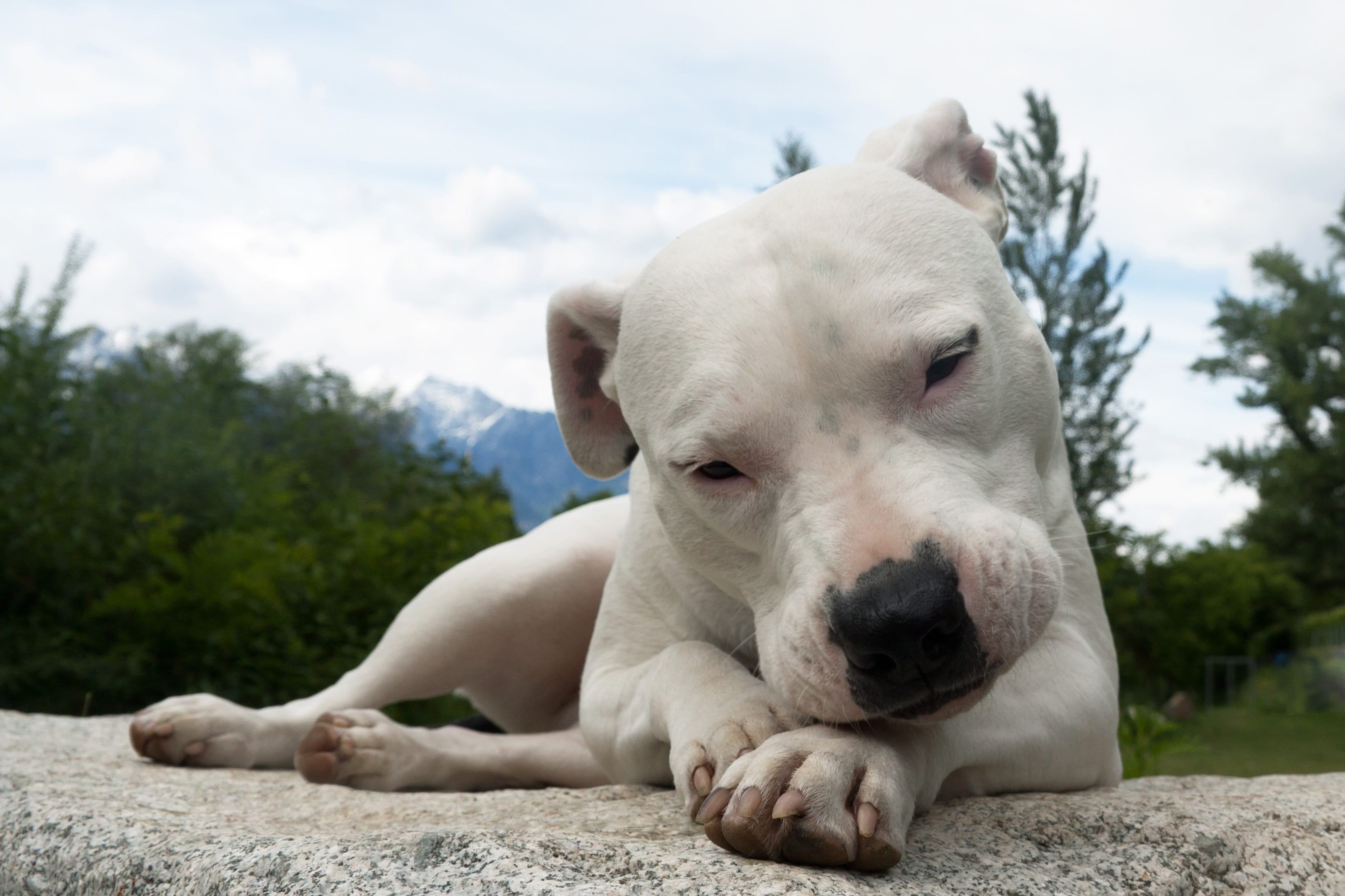 domestic animals, animal, dog, nature, wildlife photography, one animal, focus on foreground, no people, relaxation, pets, domestic, portrait, tierpoträt, HD Wallpaper