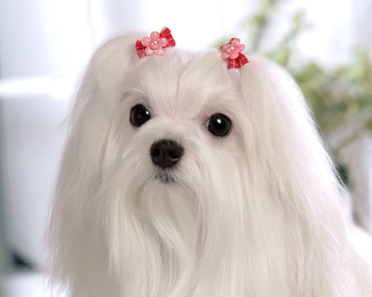 princess, maltese, animal, 720P, pet, dog, fluffy, hd, white, cute, animals, HD Wallpaper