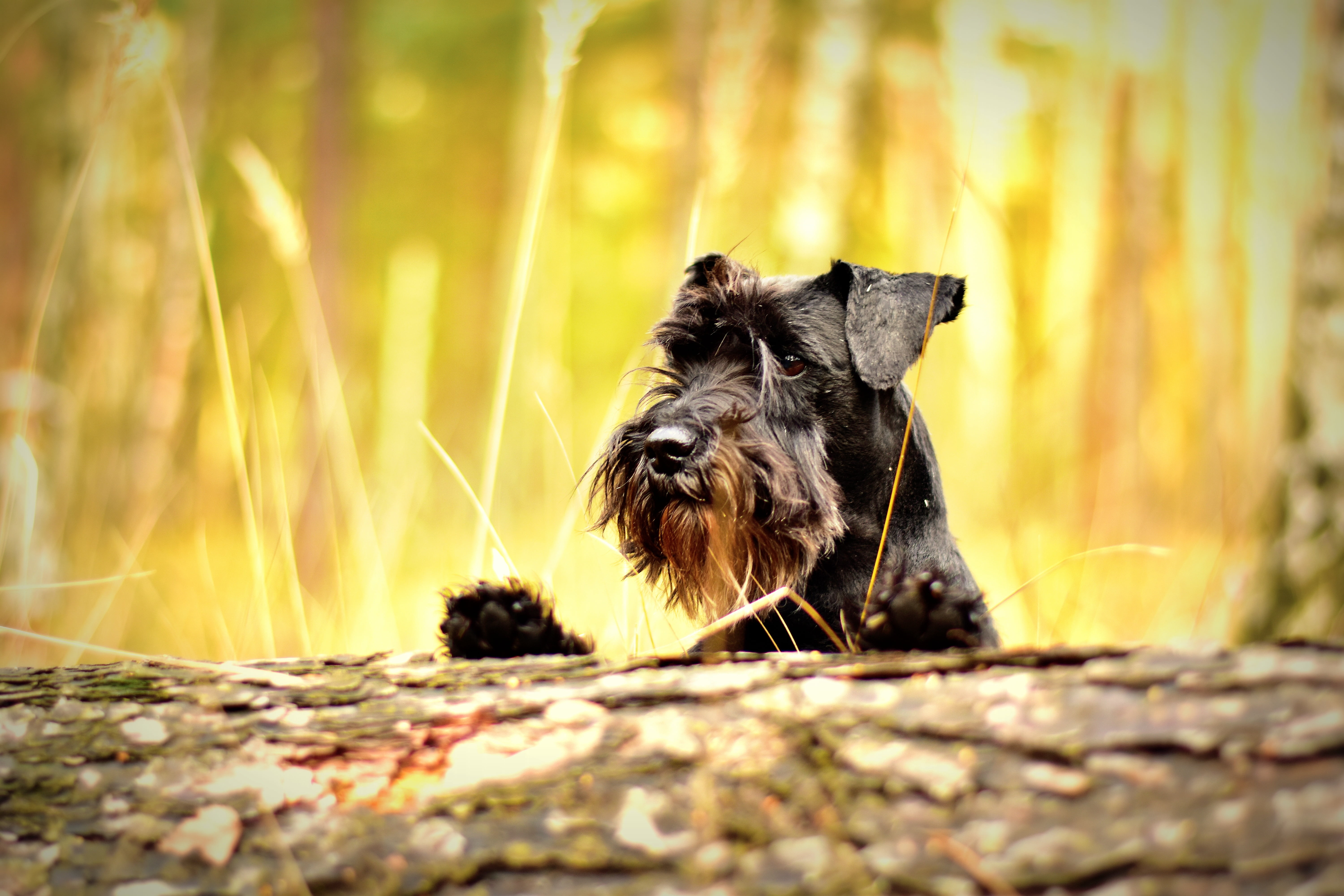 animal themes, plant, purebred Dog, fur, close-up, dog, domestic, young Animal, canine, nature, tree, schnauzer, sunlight, one Animal, beauty In Nature, HD Wallpaper