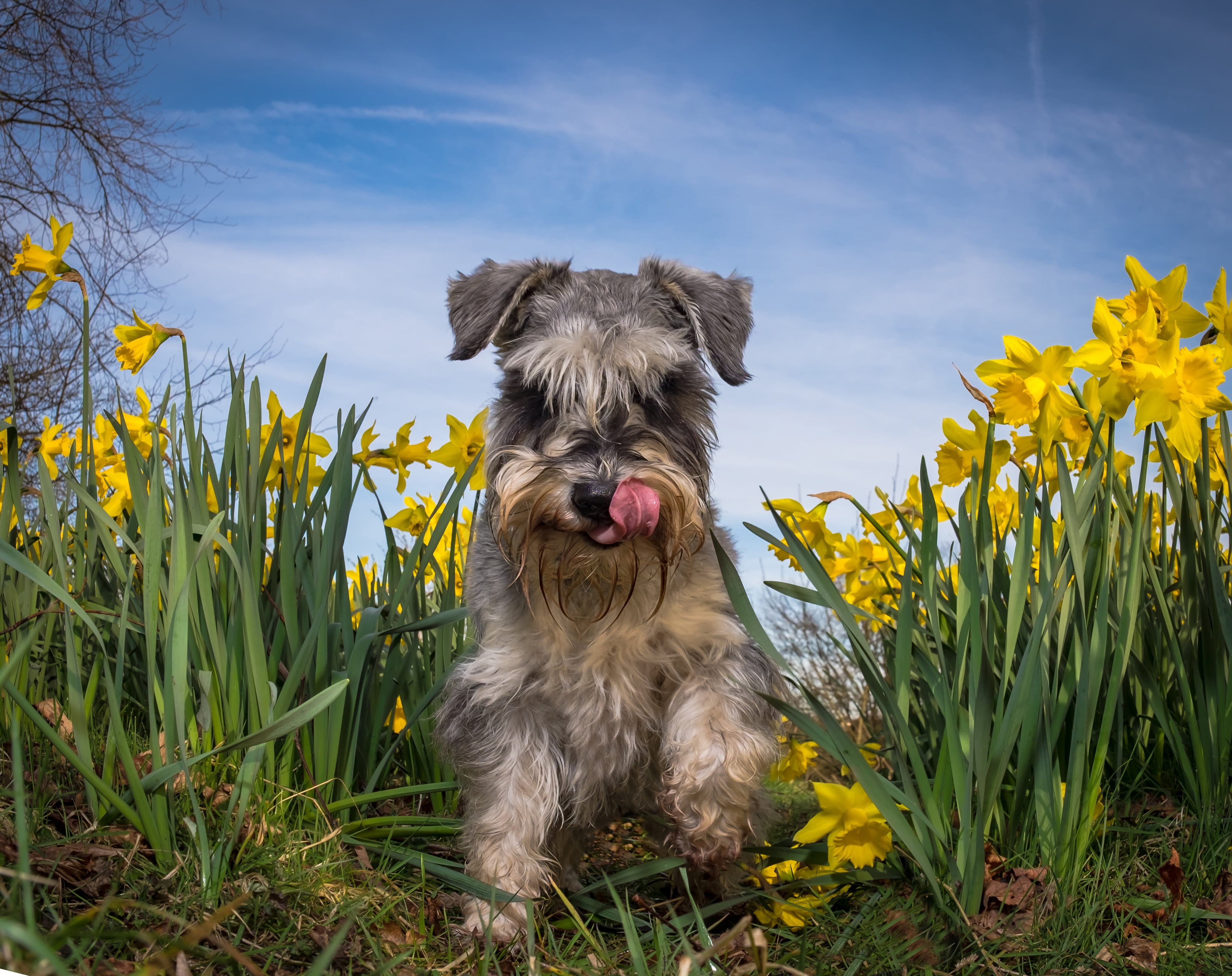 4K, summer, dog, daffodils, The miniature Schnauzer, flowers, HD Wallpaper
