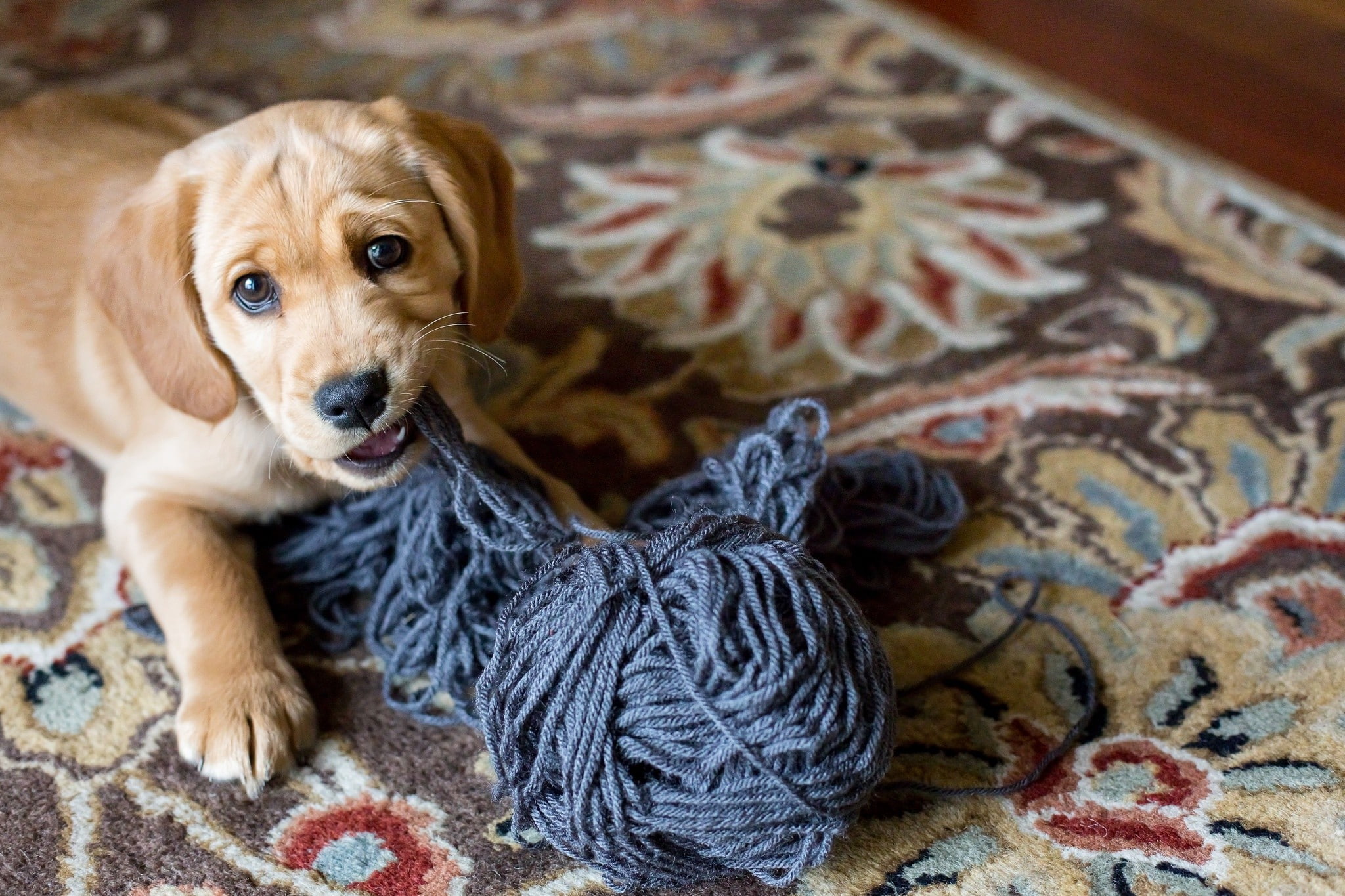 brown eyes, dog, carpets, animals, indoors, 1080P, HD Wallpaper