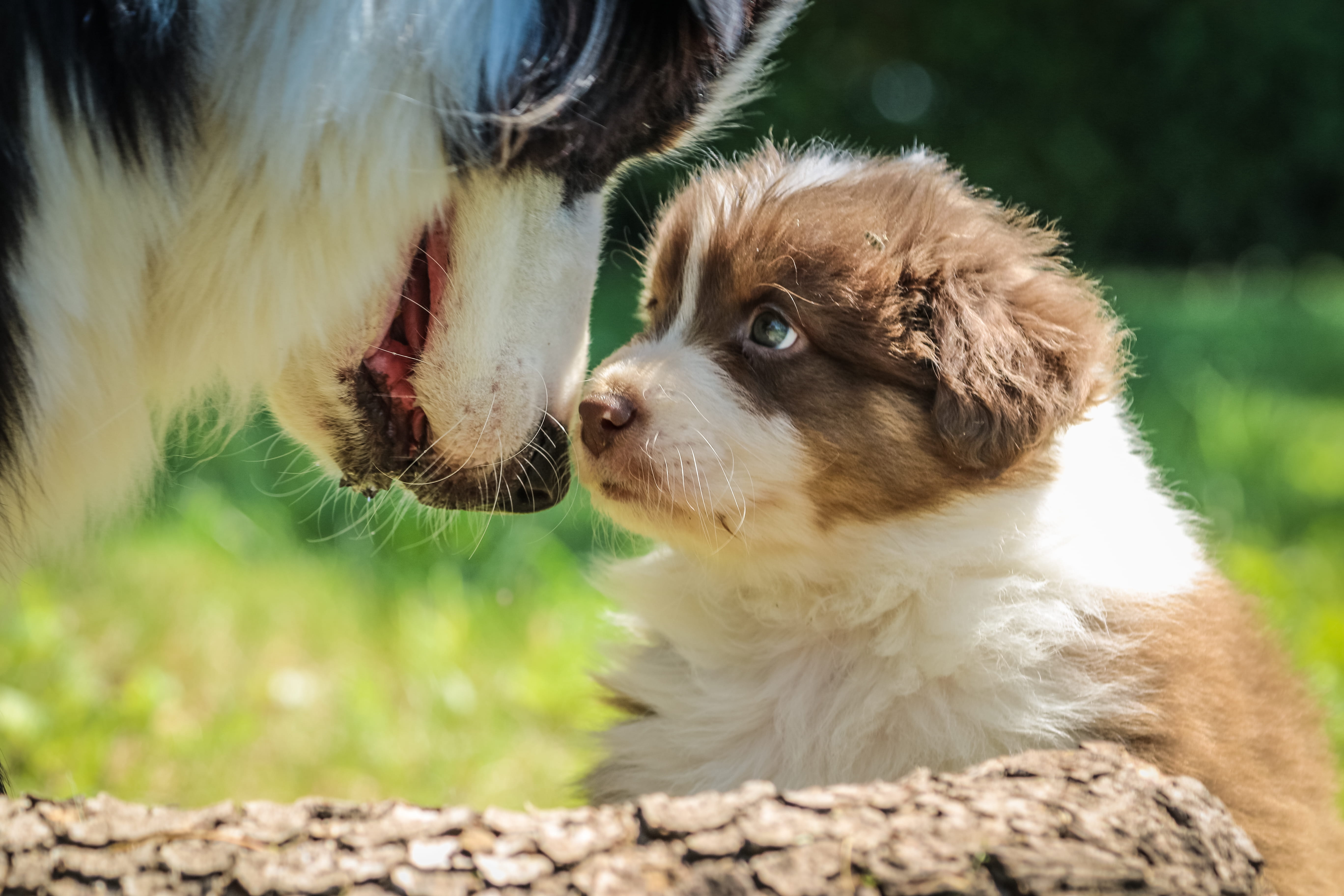 short, no people, one animal, macro, little, nature, animal mouth, close-up, photography, looking, canine, animal themes, young animal, mouth open, pets, HD Wallpaper
